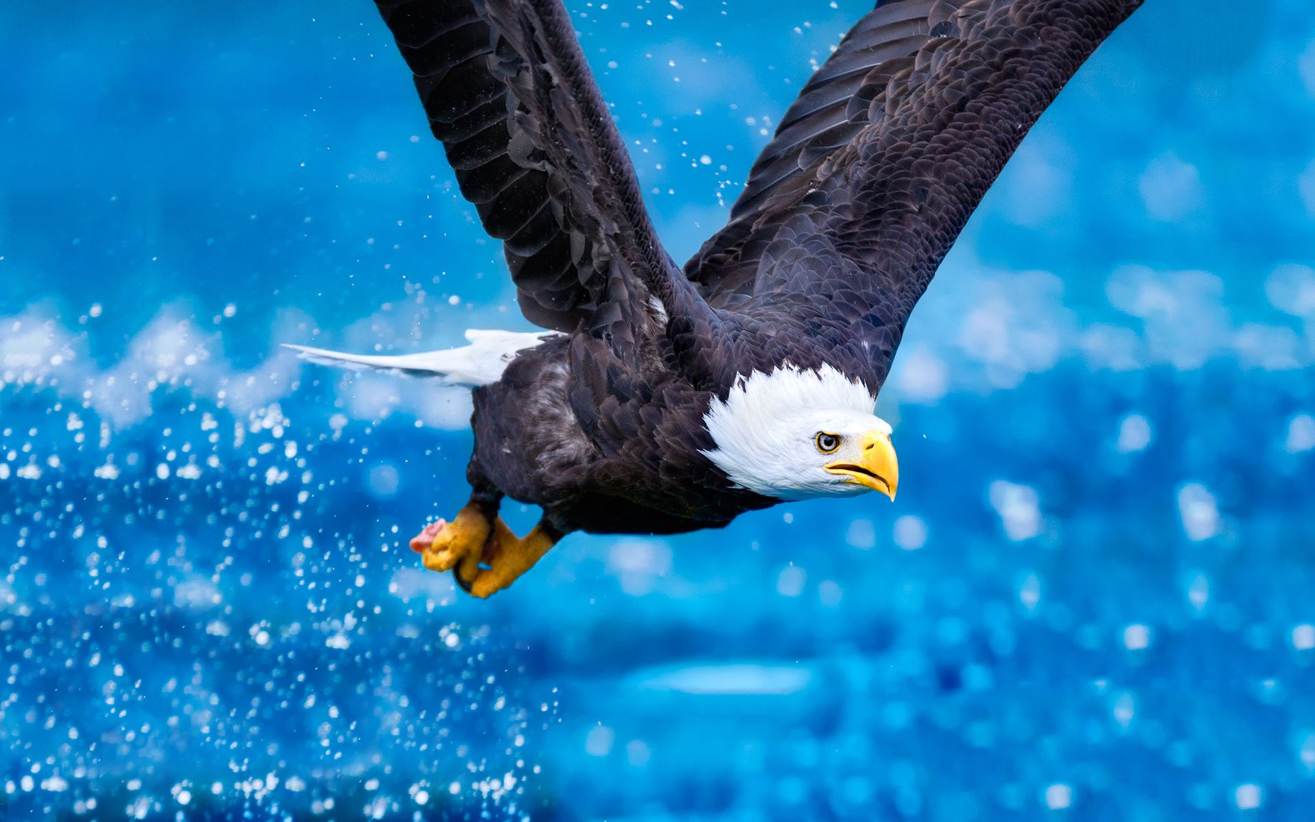 Mobile Desktop Background Hd Bird Eagles Pics