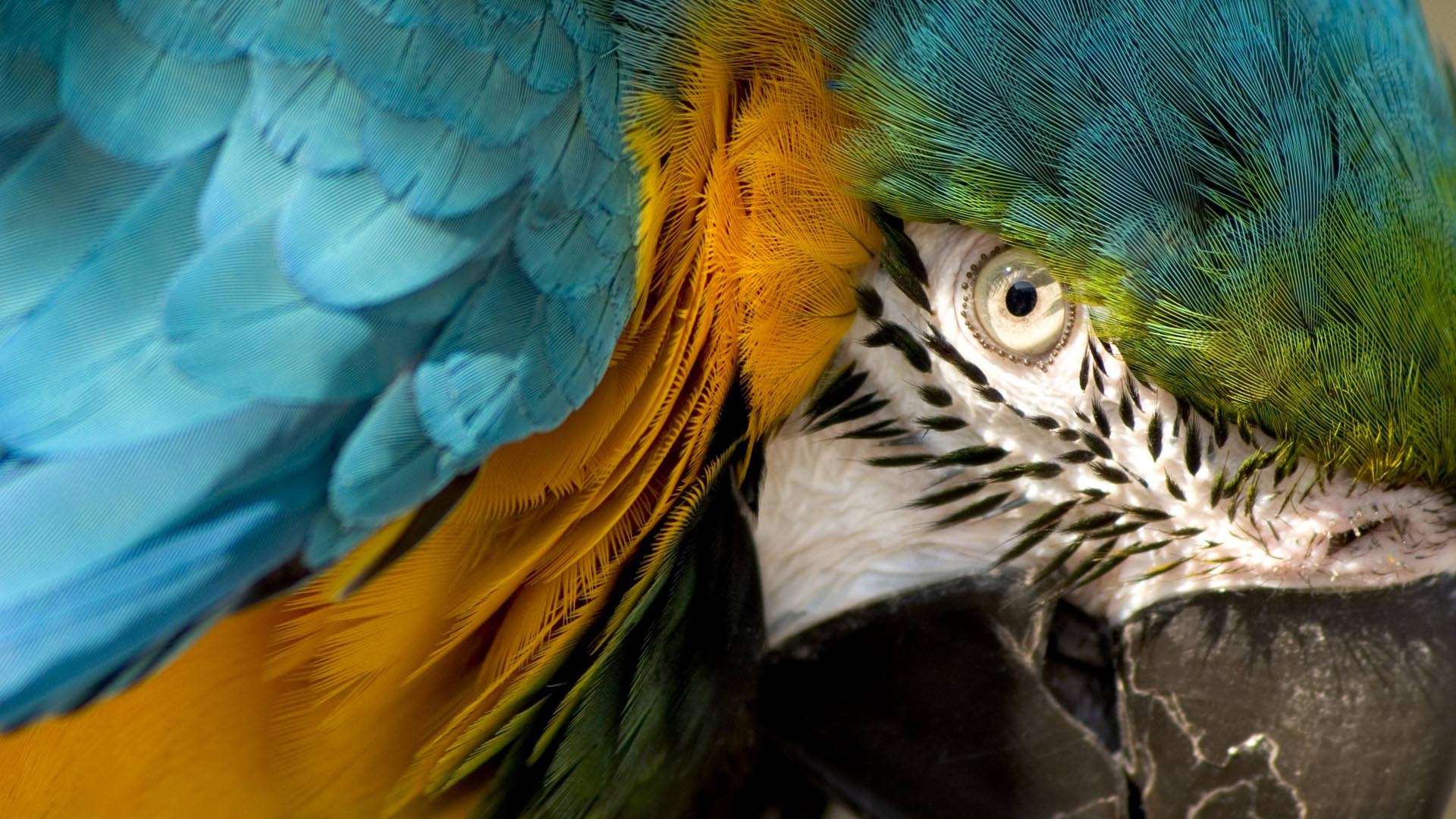 Mobile Desktop Background Hd Bird Macaw Pictures