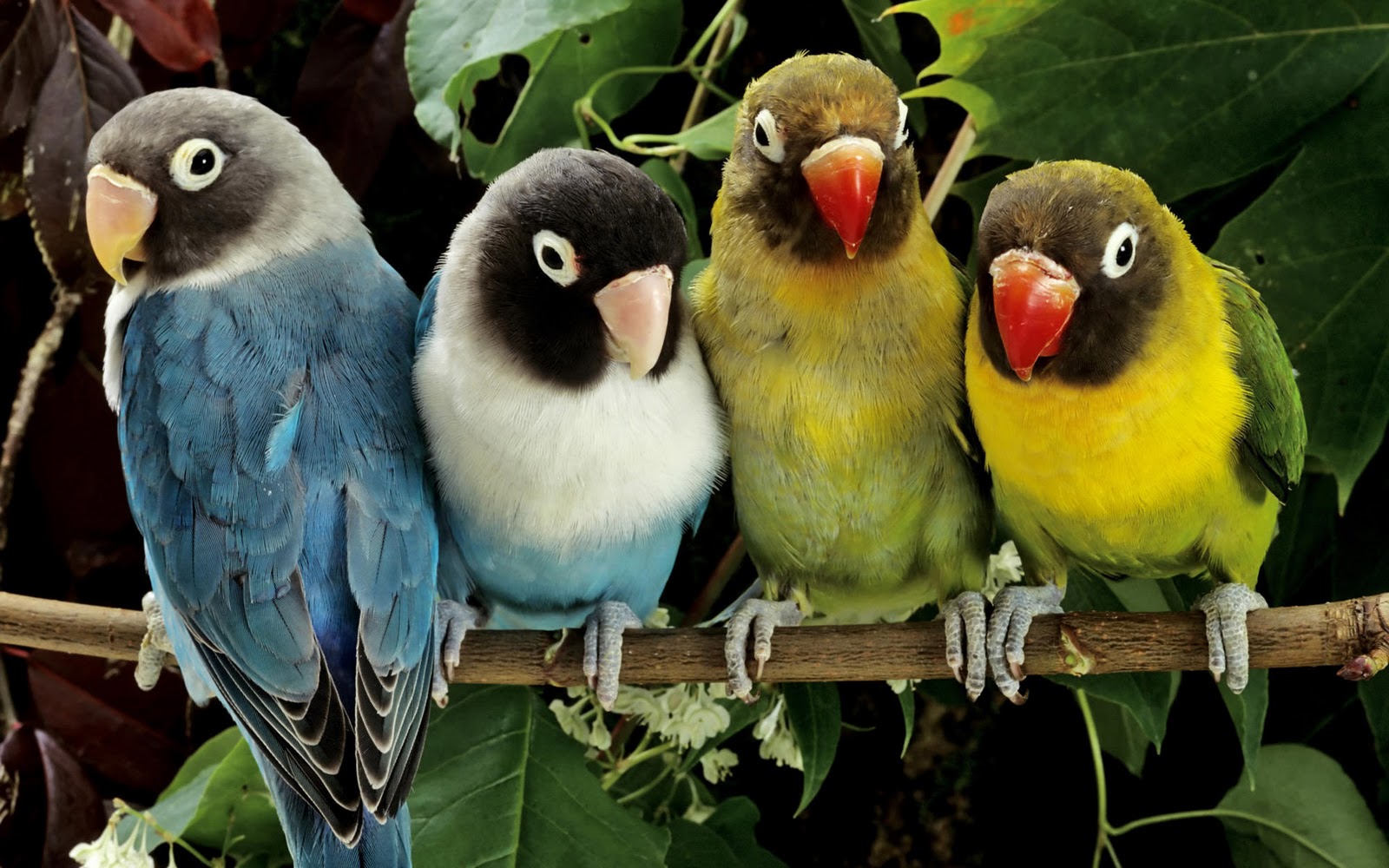 mobile desktop background hd birds image