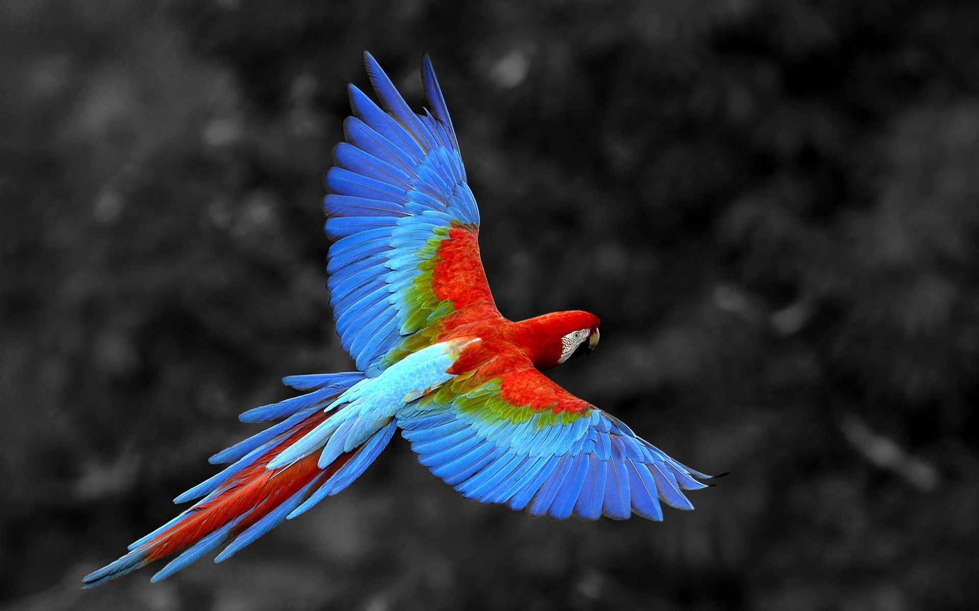 Mobile Desktop Background Hd Birds Macaws Photos