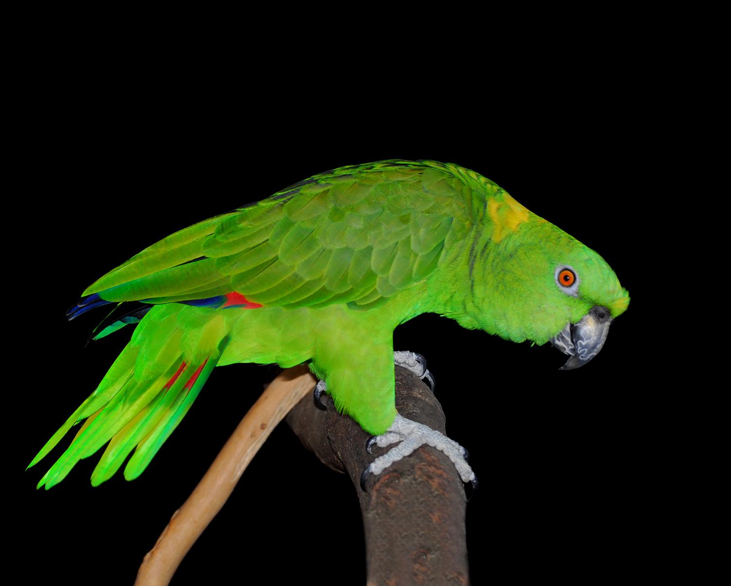 Mobile Desktop Background Hd Birds Parrot Images