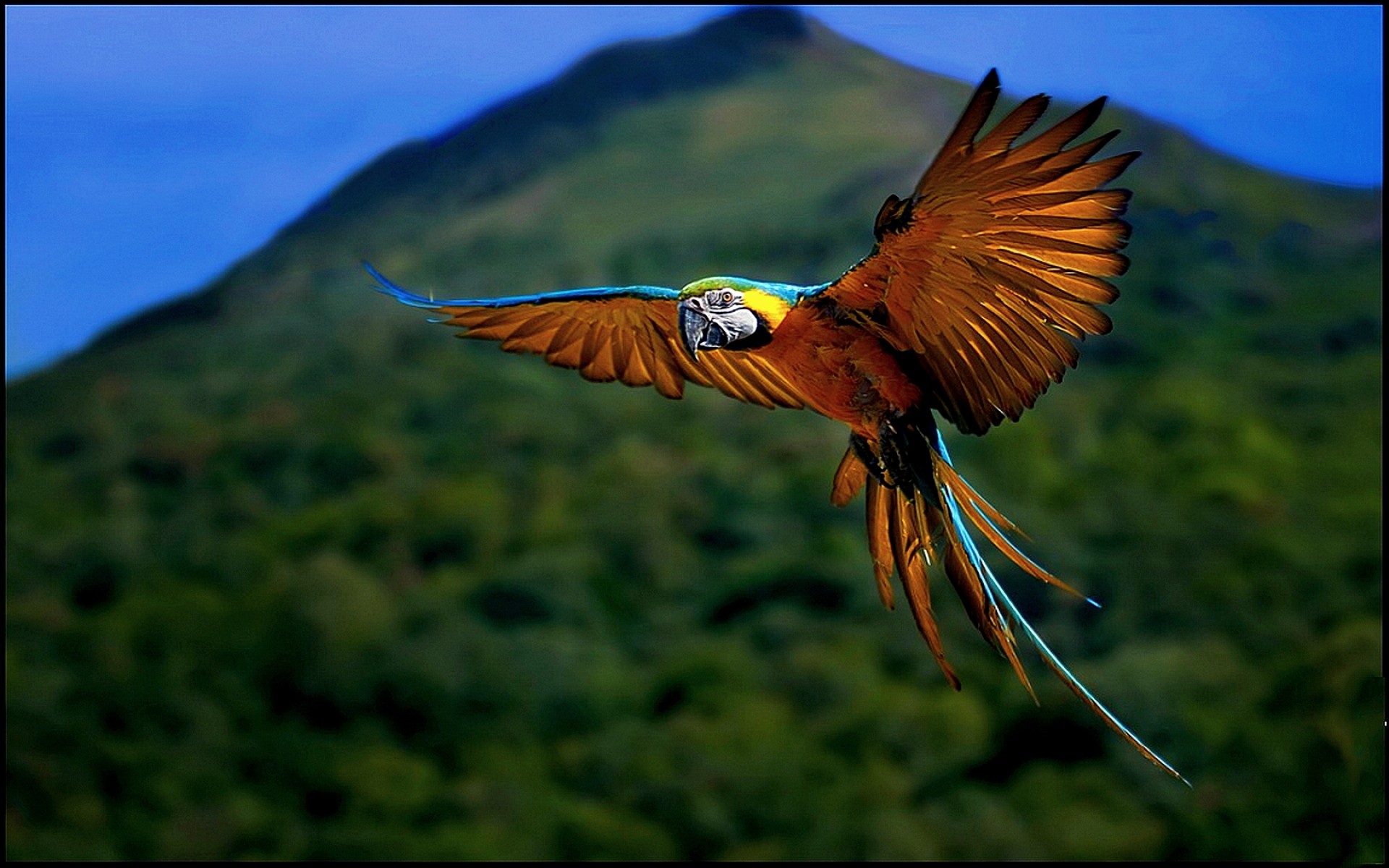 mobile desktop background hd birds parrot pics