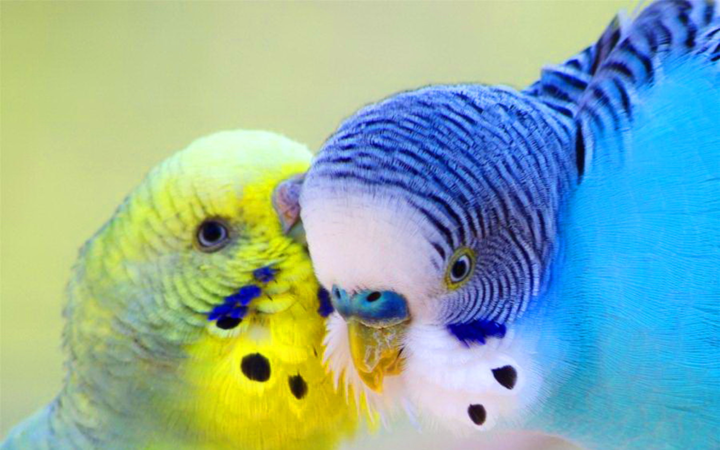 Mobile Desktop Background Hd Blue Parrots Pictures