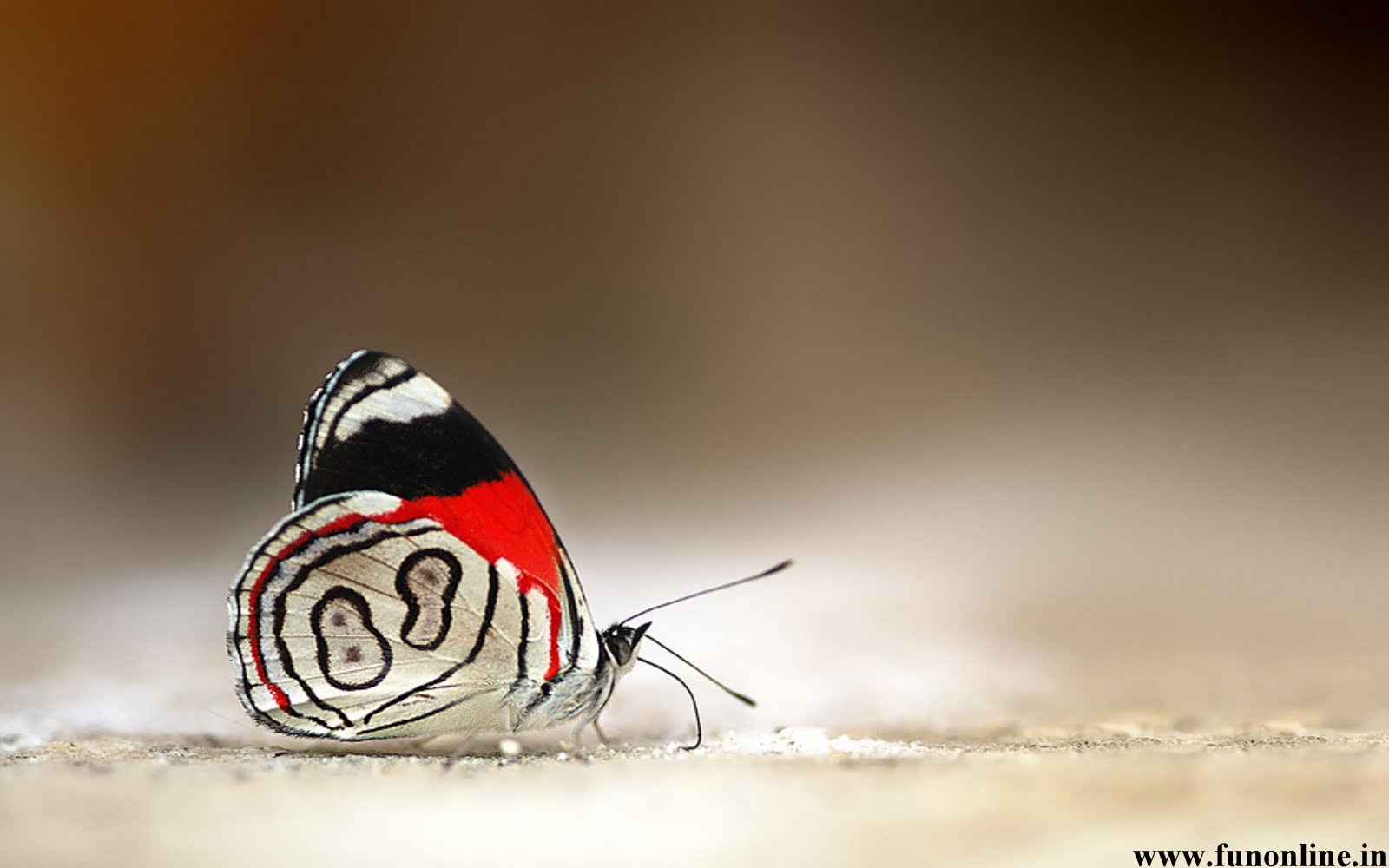Mobile Desktop Background Hd Butterfly Images