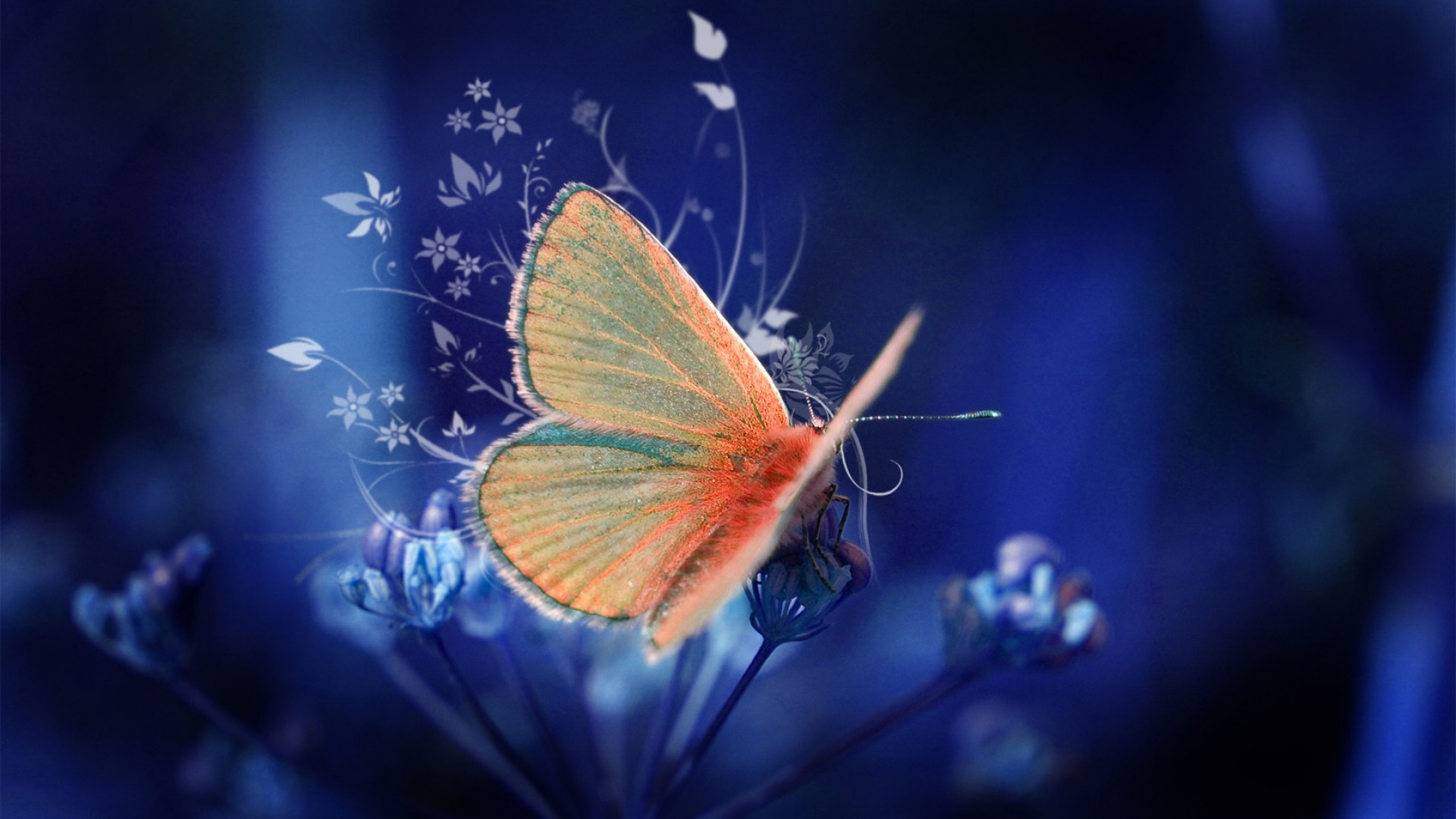 Mobile Desktop Background Hd Butterfly Wall Art