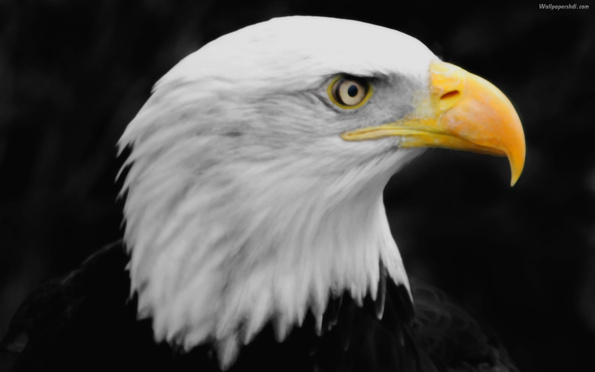 Mobile Desktop Background Hd Eagle Bird Pics Free