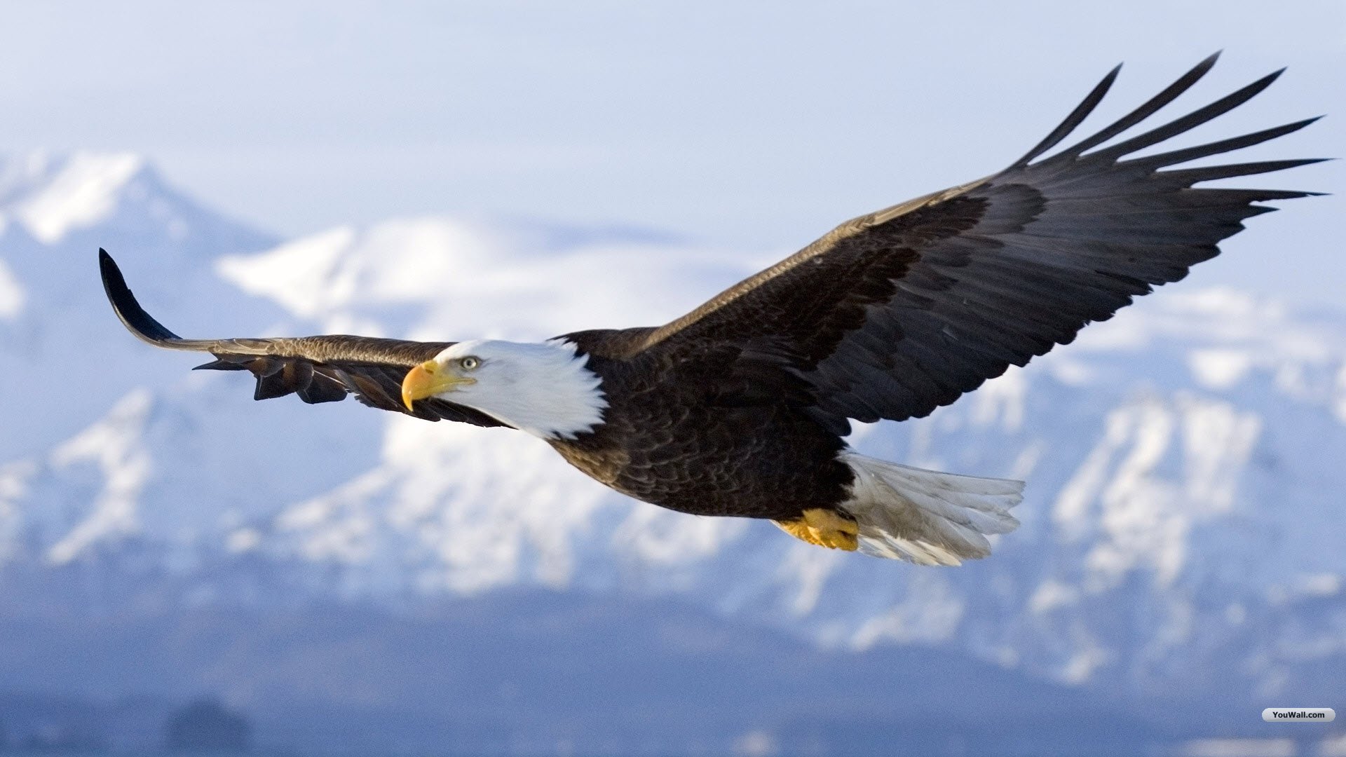 Mobile Desktop Background Hd Eagle Pictures To Draw