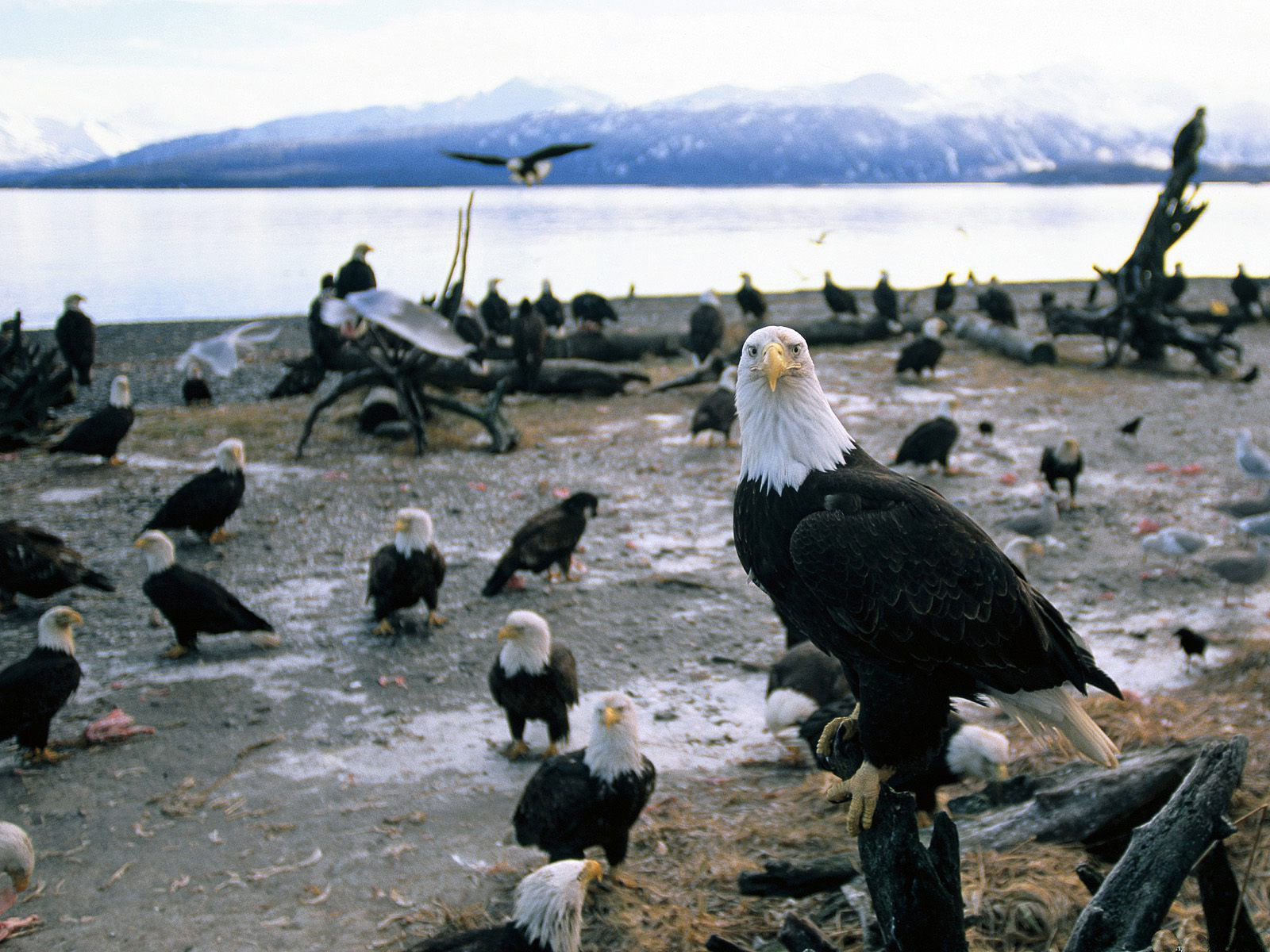 mobile desktop background hd eagles images