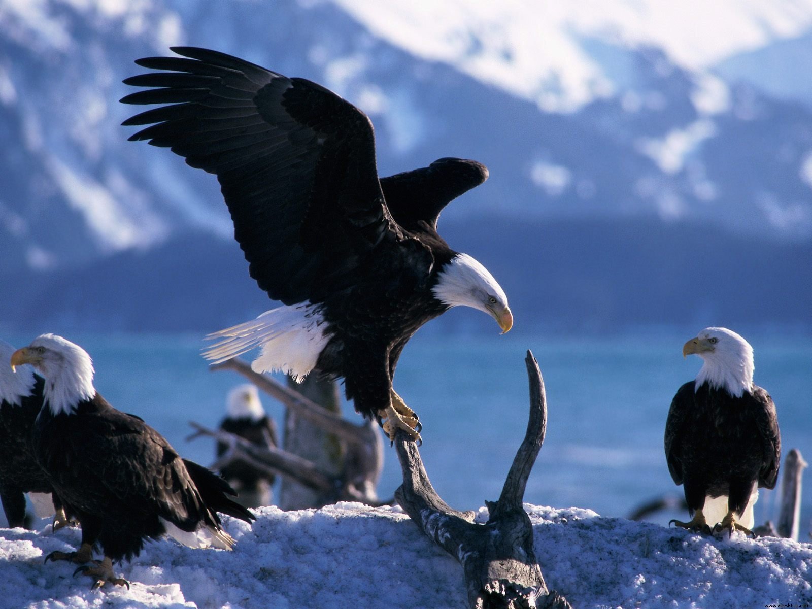mobile desktop background hd eagles pictures birds