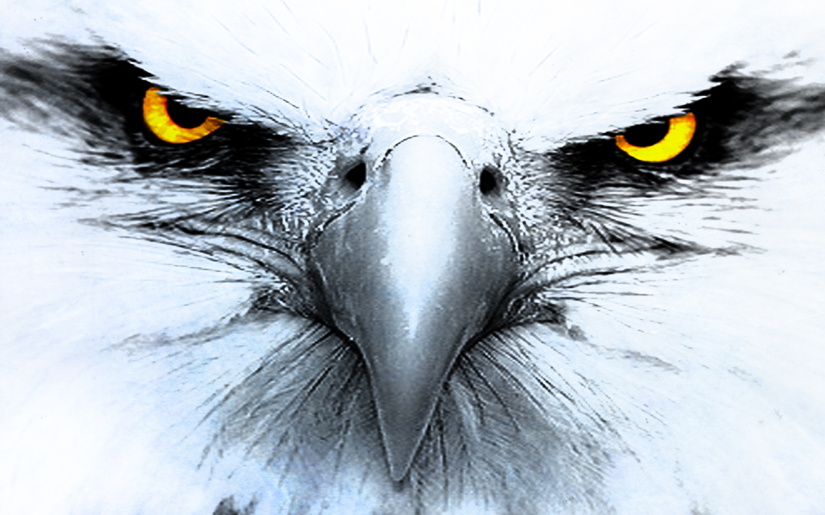 Mobile Desktop Background Hd Flying Eagle Images