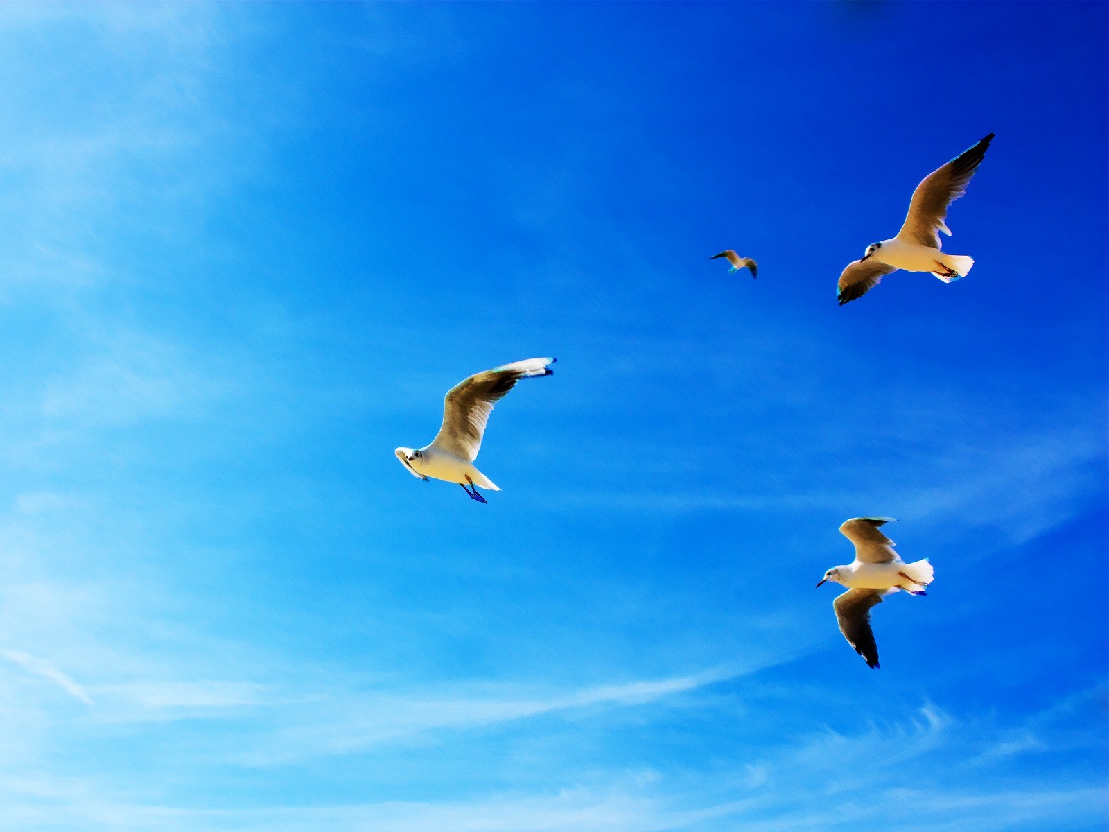 mobile desktop background hd flying parrot pictures