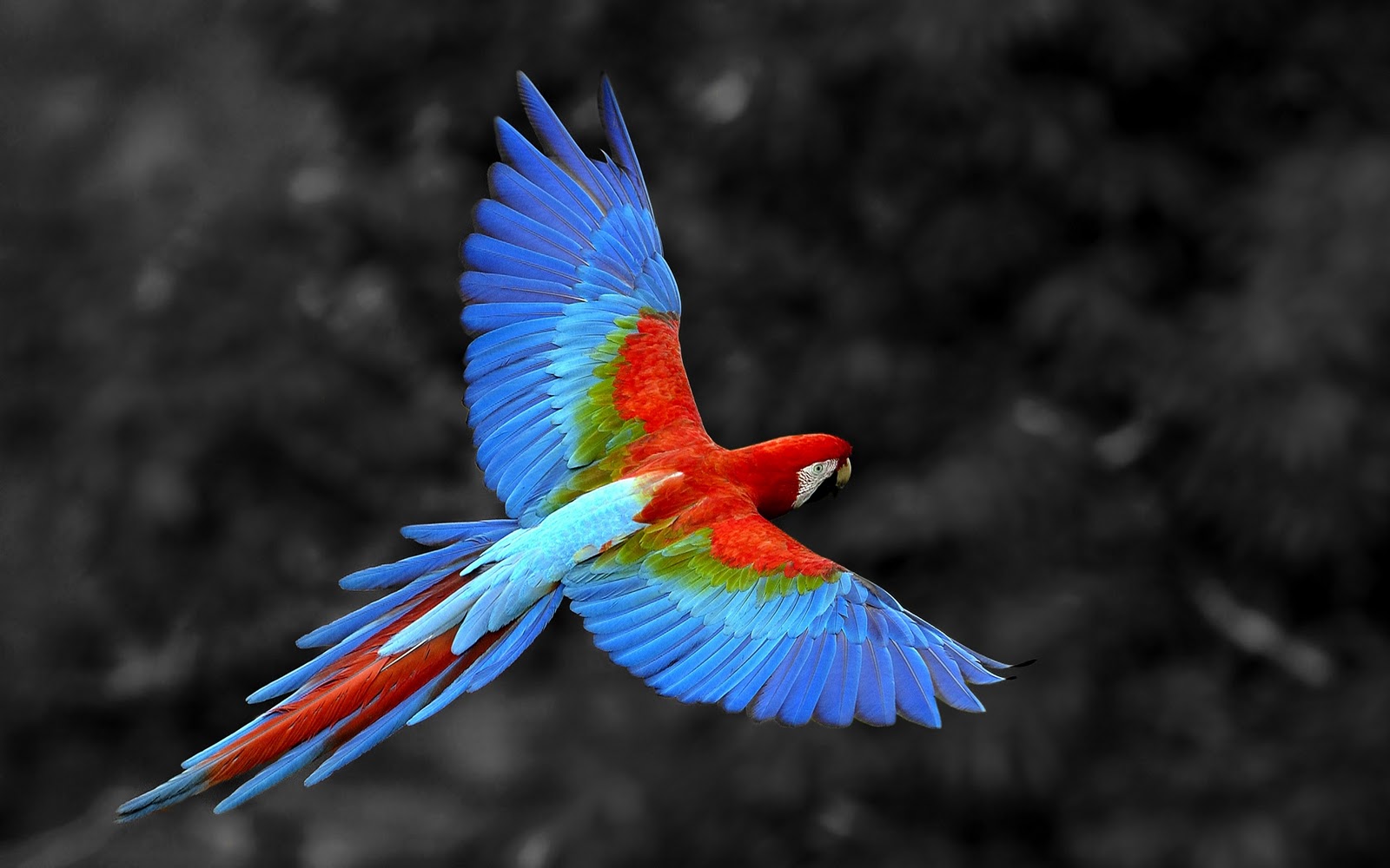 mobile desktop background hd flying parrot wallpaper
