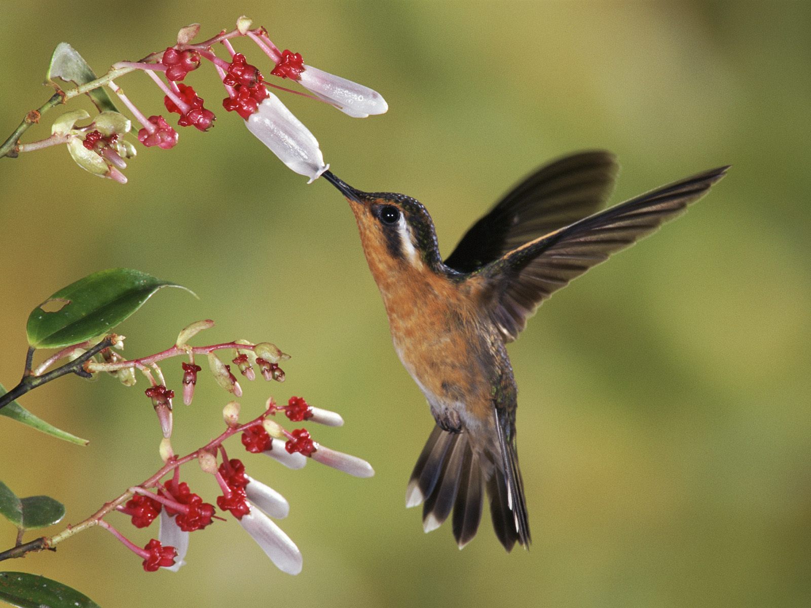 Mobile Desktop Background Hd Free Download Images Of Beautiful Birds