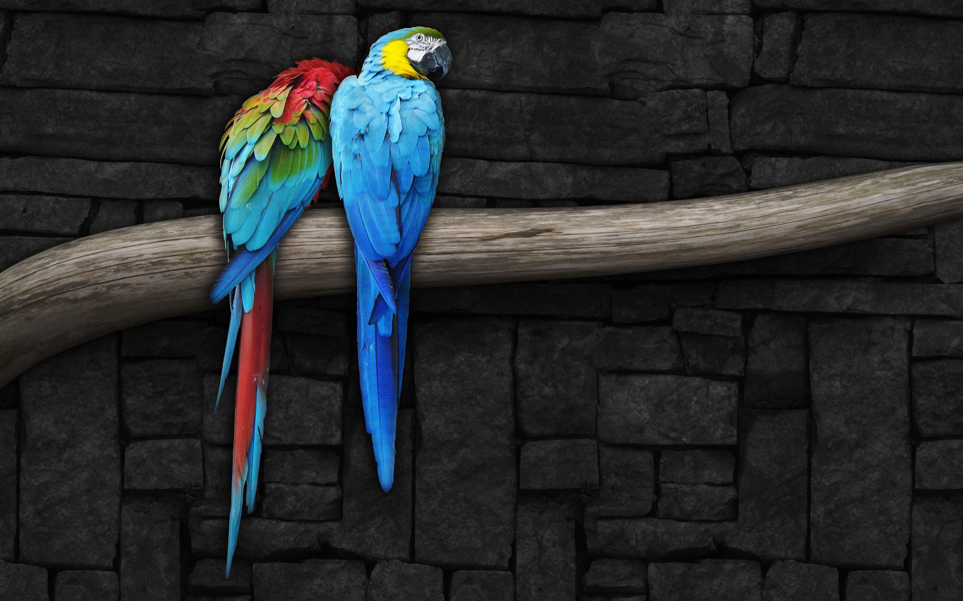 Mobile Desktop Background Hd Free Parrot Pictures