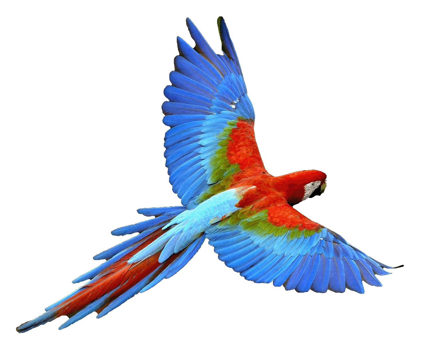 Mobile Desktop Background Hd Green Parrot Images