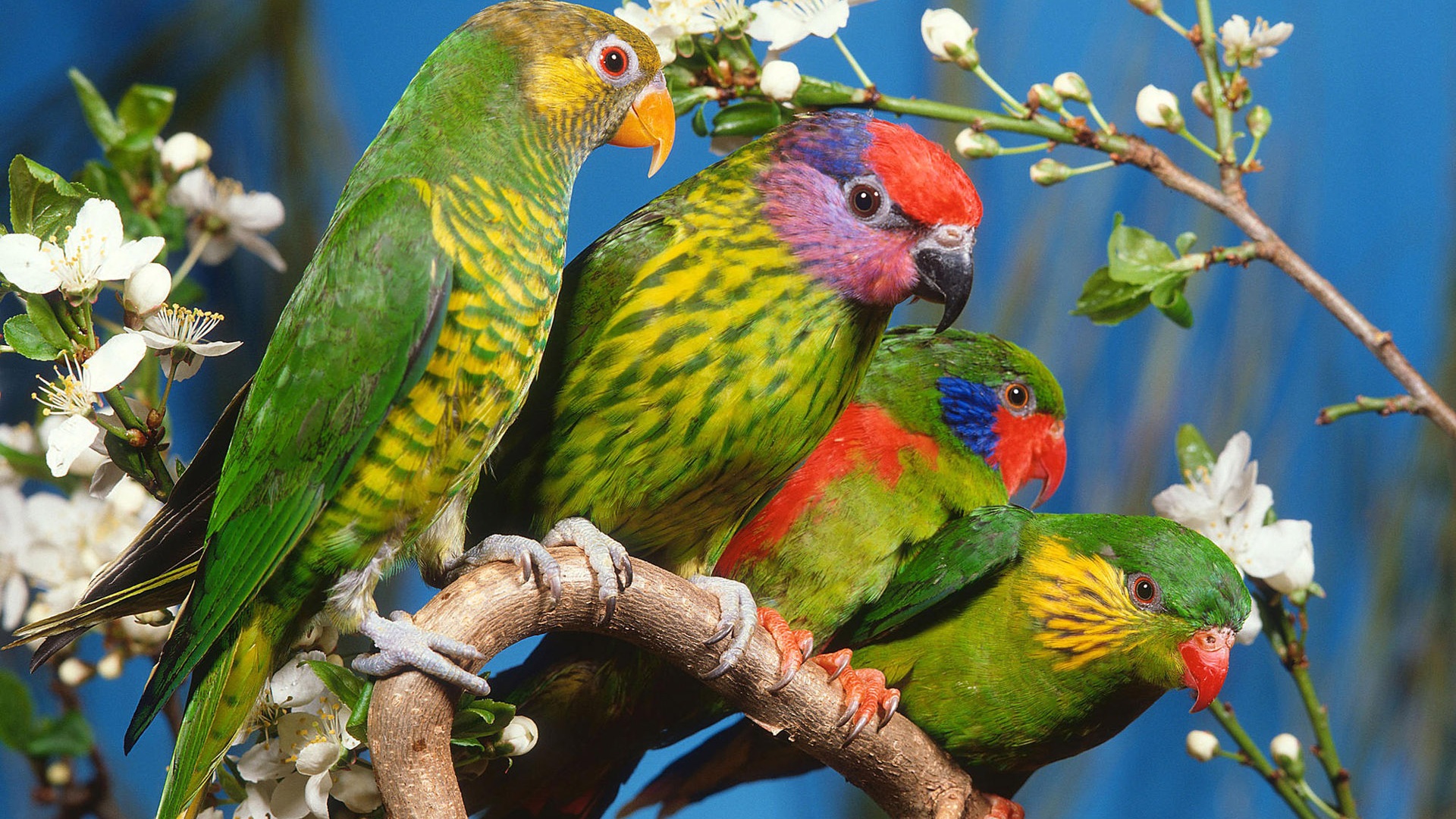 Mobile Desktop Background Hd Green Parrots Pictures