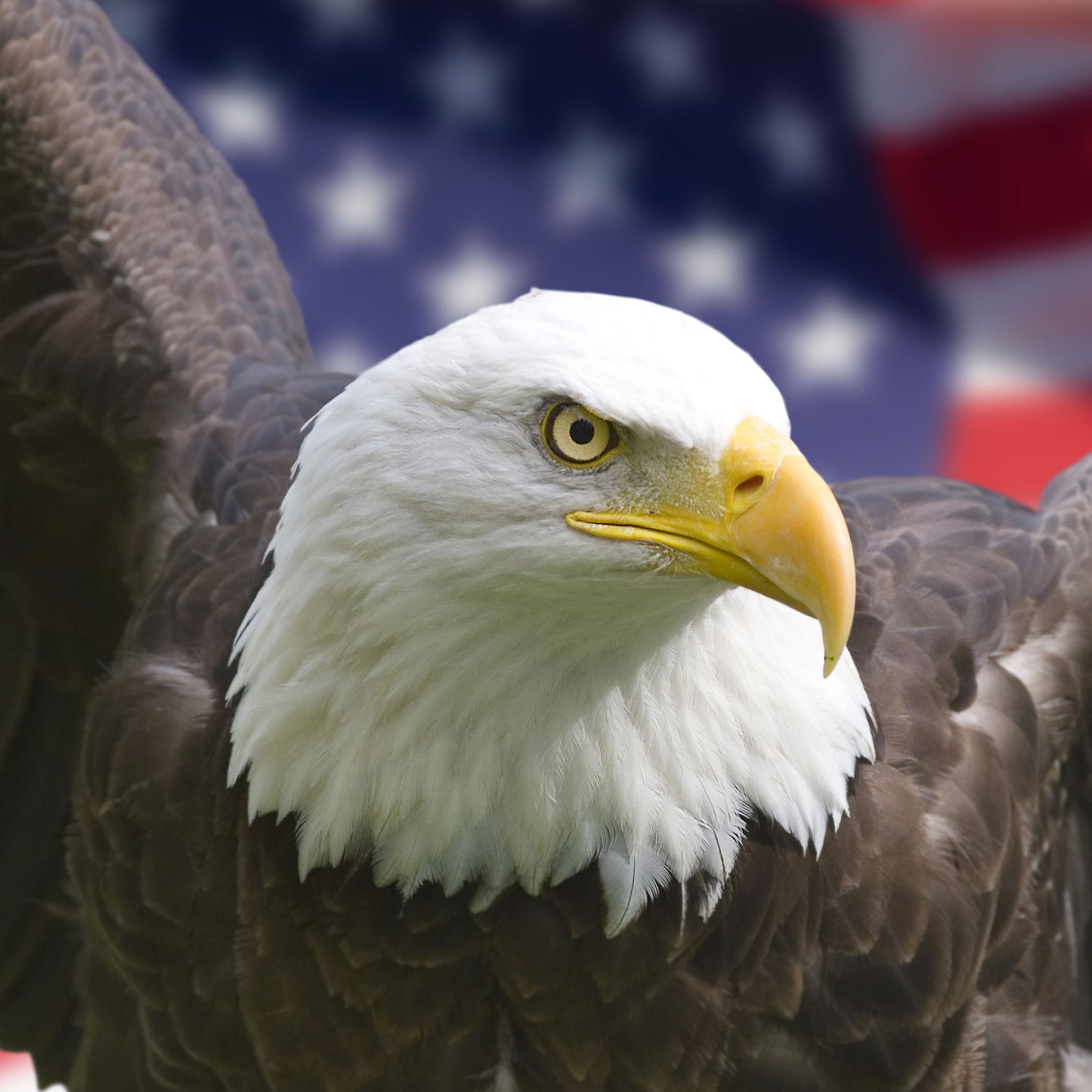 Mobile Desktop Background Hd Image Of A Bald Eagle