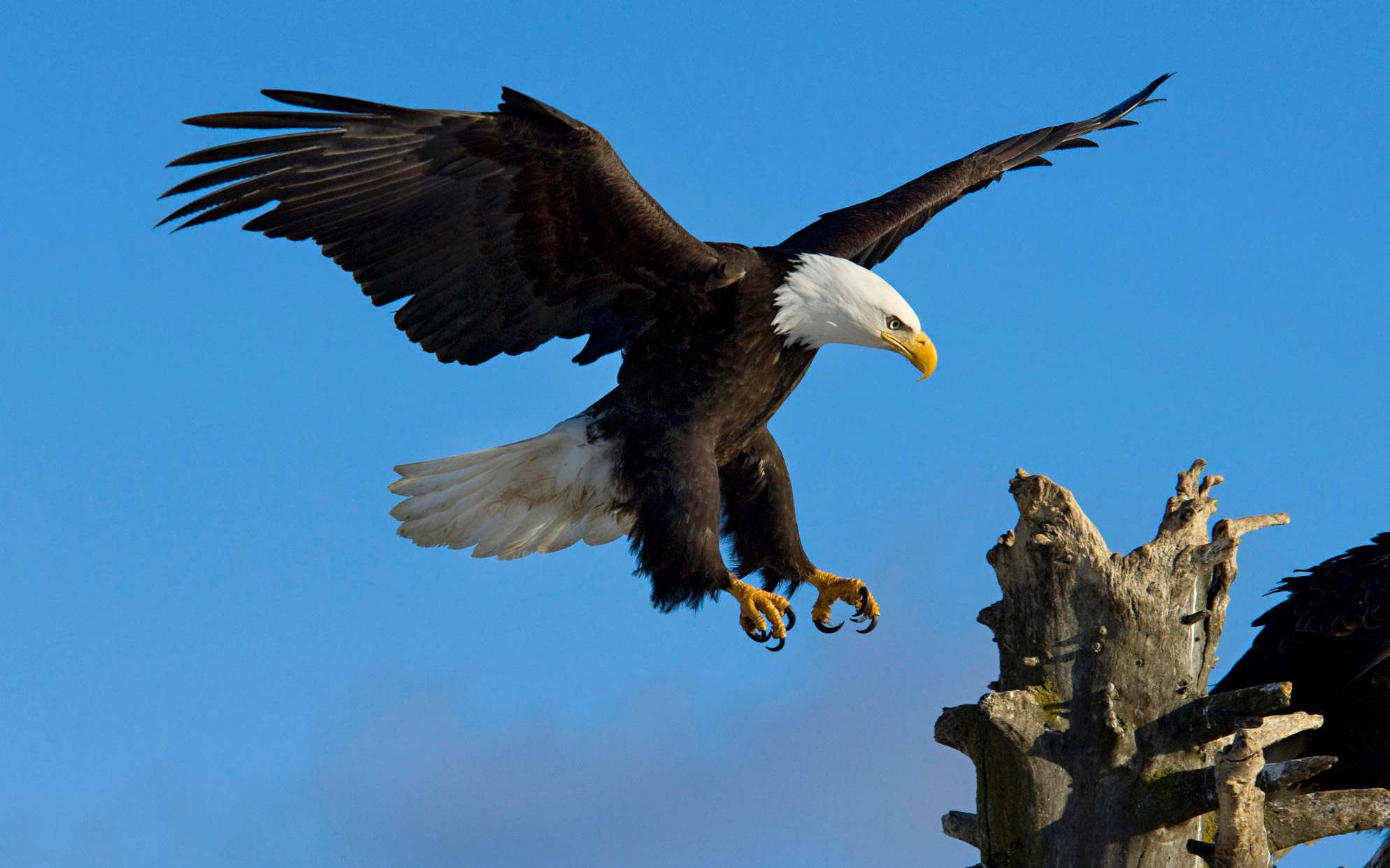 Mobile Desktop Background Hd Image Of Flying Eagle