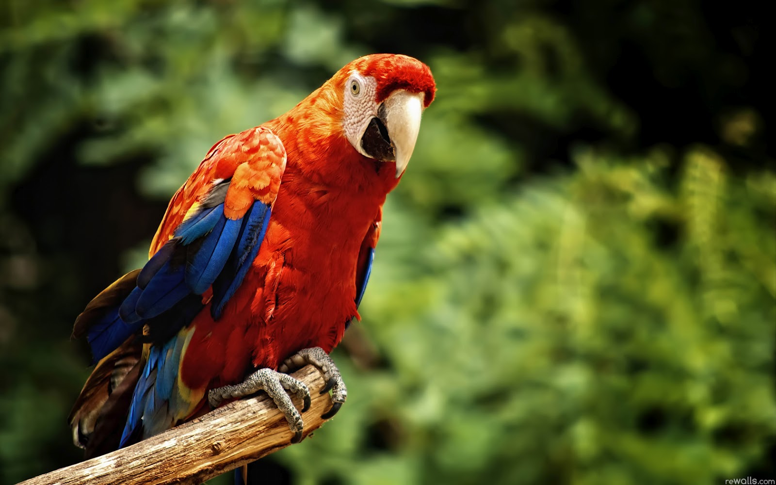 Mobile Desktop Background Hd Image Of Macaw Bird