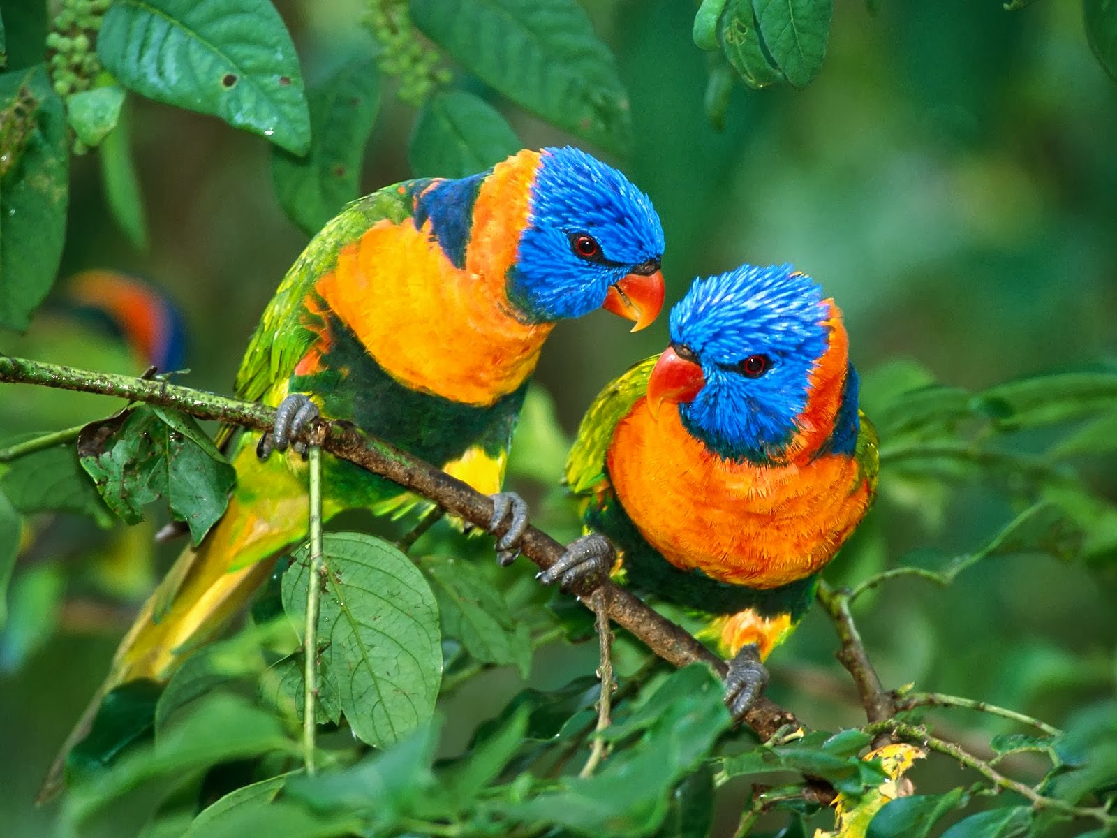 Mobile Desktop Background Hd Image Of Parrot Birds