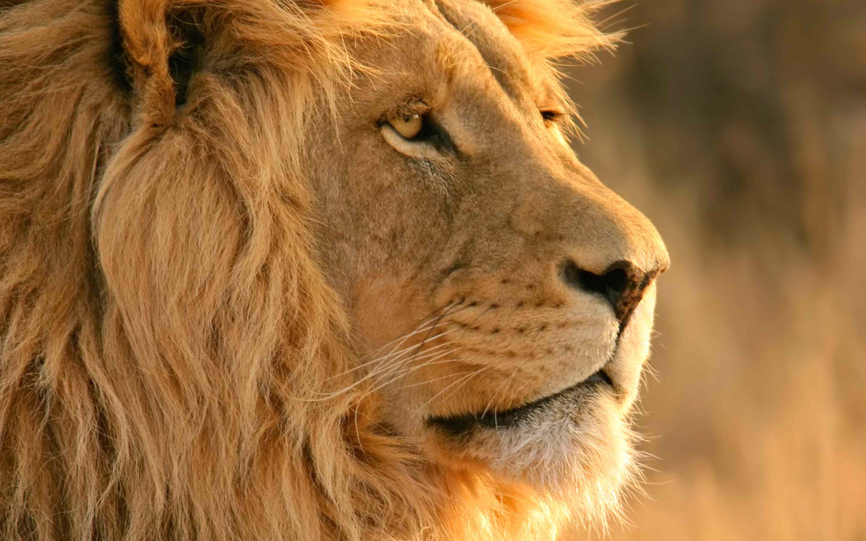 mobile desktop background hd images about lions