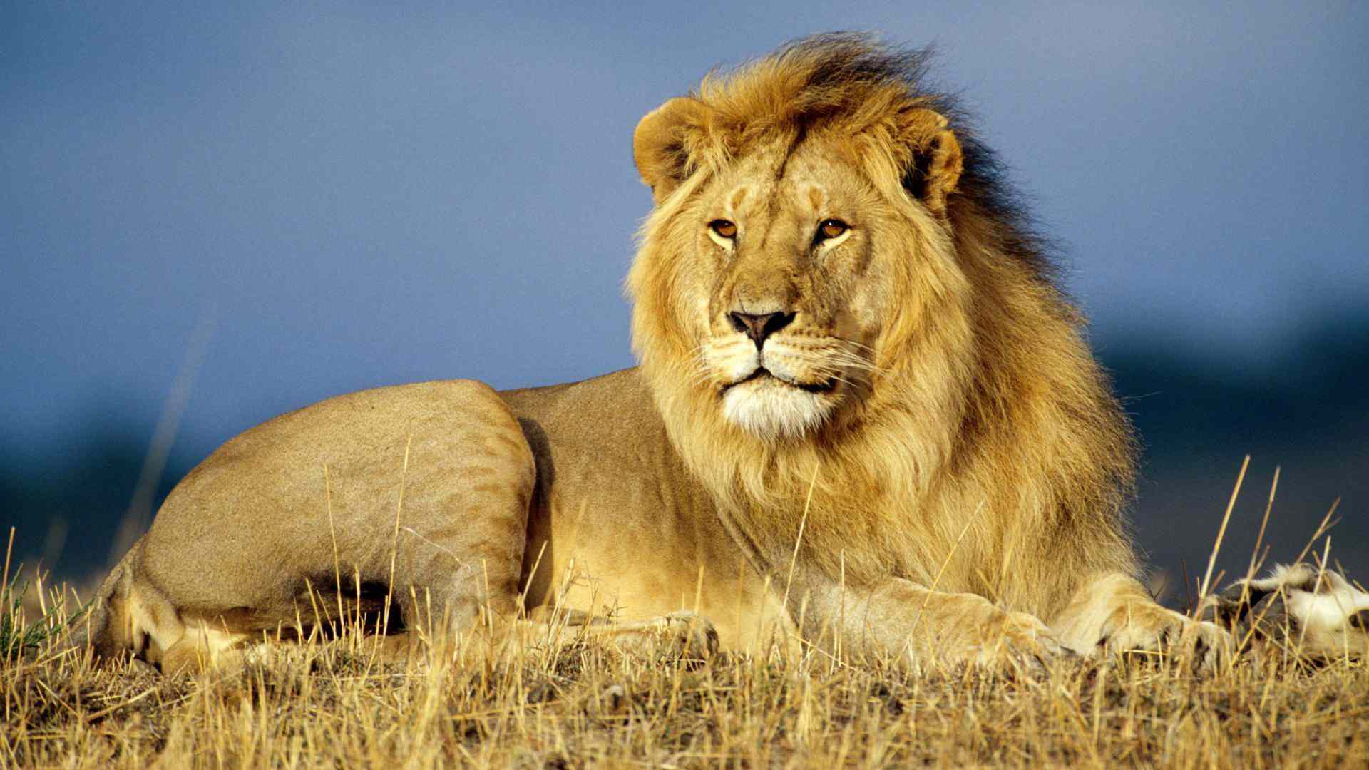 Mobile Desktop Background Hd Images African Lion