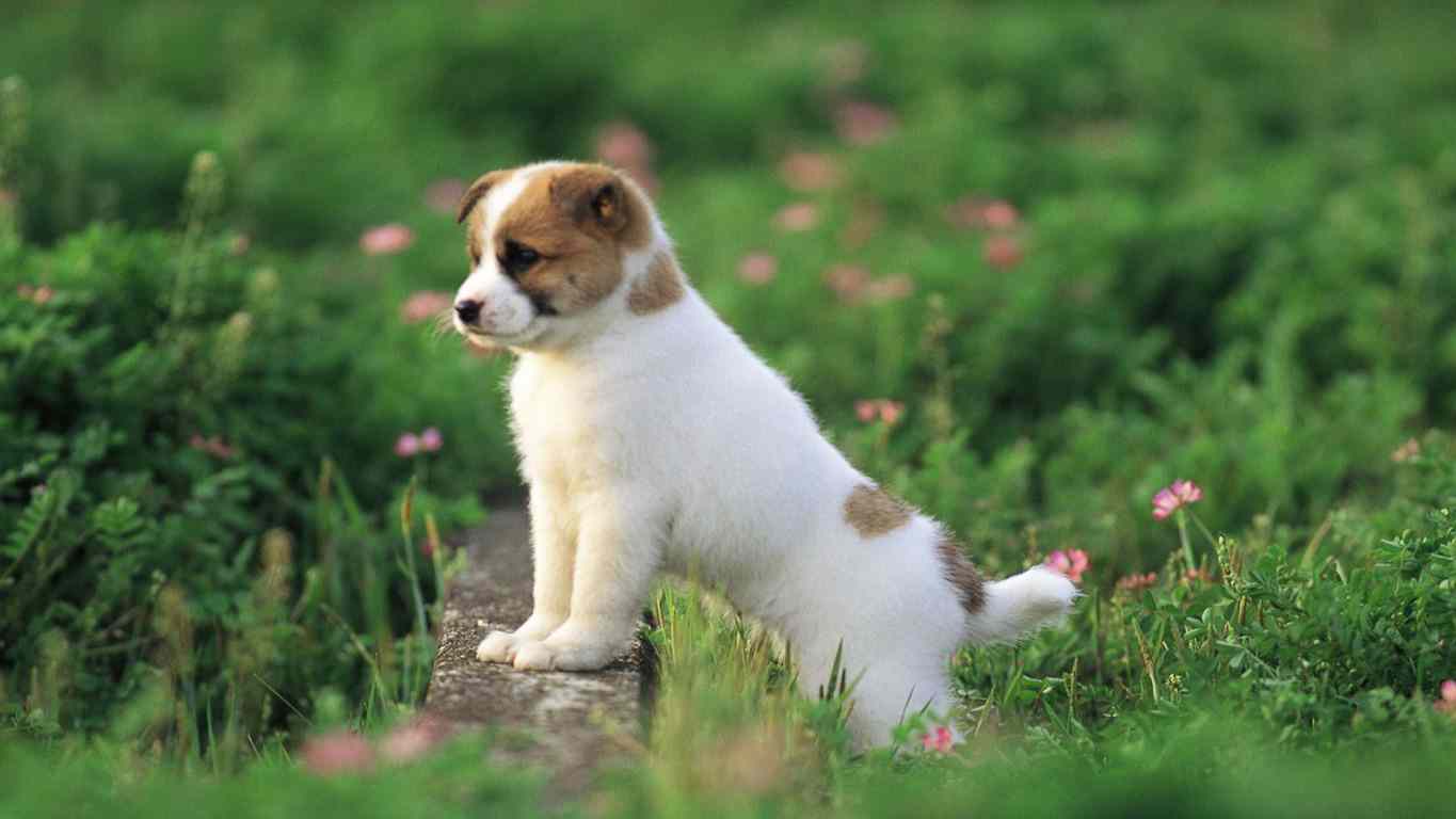 Mobile Desktop Background Hd Images Cute Puppy