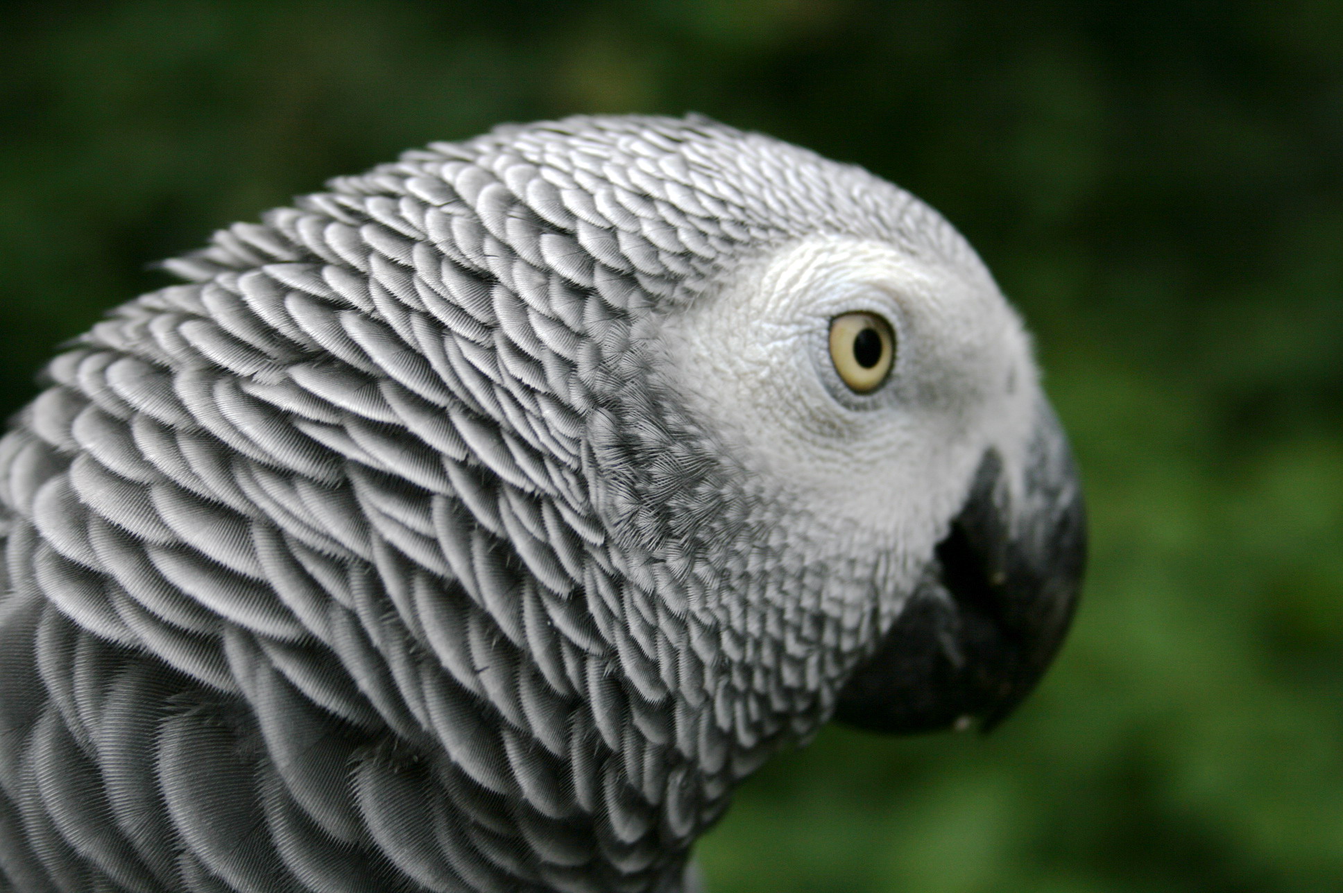 Mobile Desktop Background Hd Images Of African Parrot
