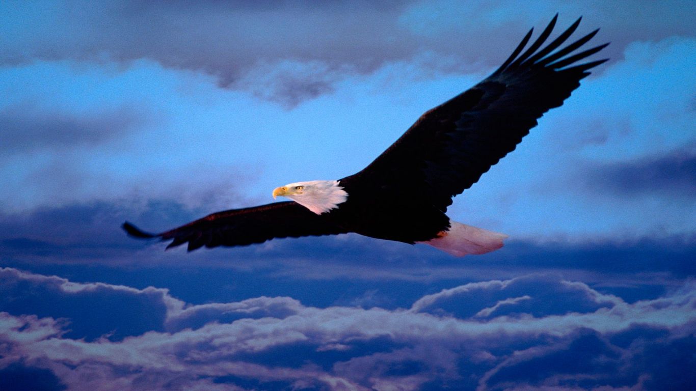 Mobile Desktop Background Hd Images Of American Eagles