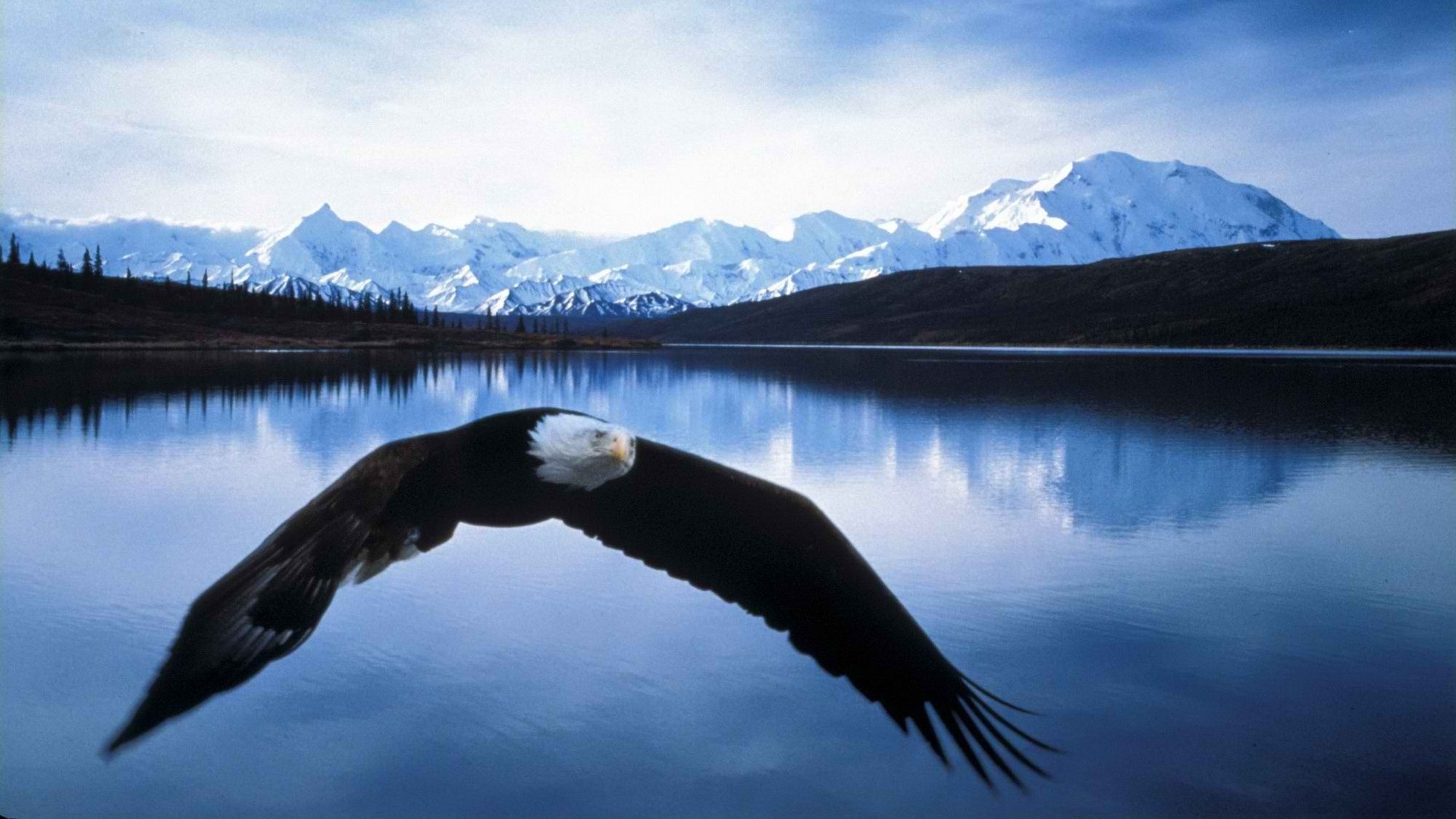 Mobile Desktop Background Hd Images Of Eagle Birds