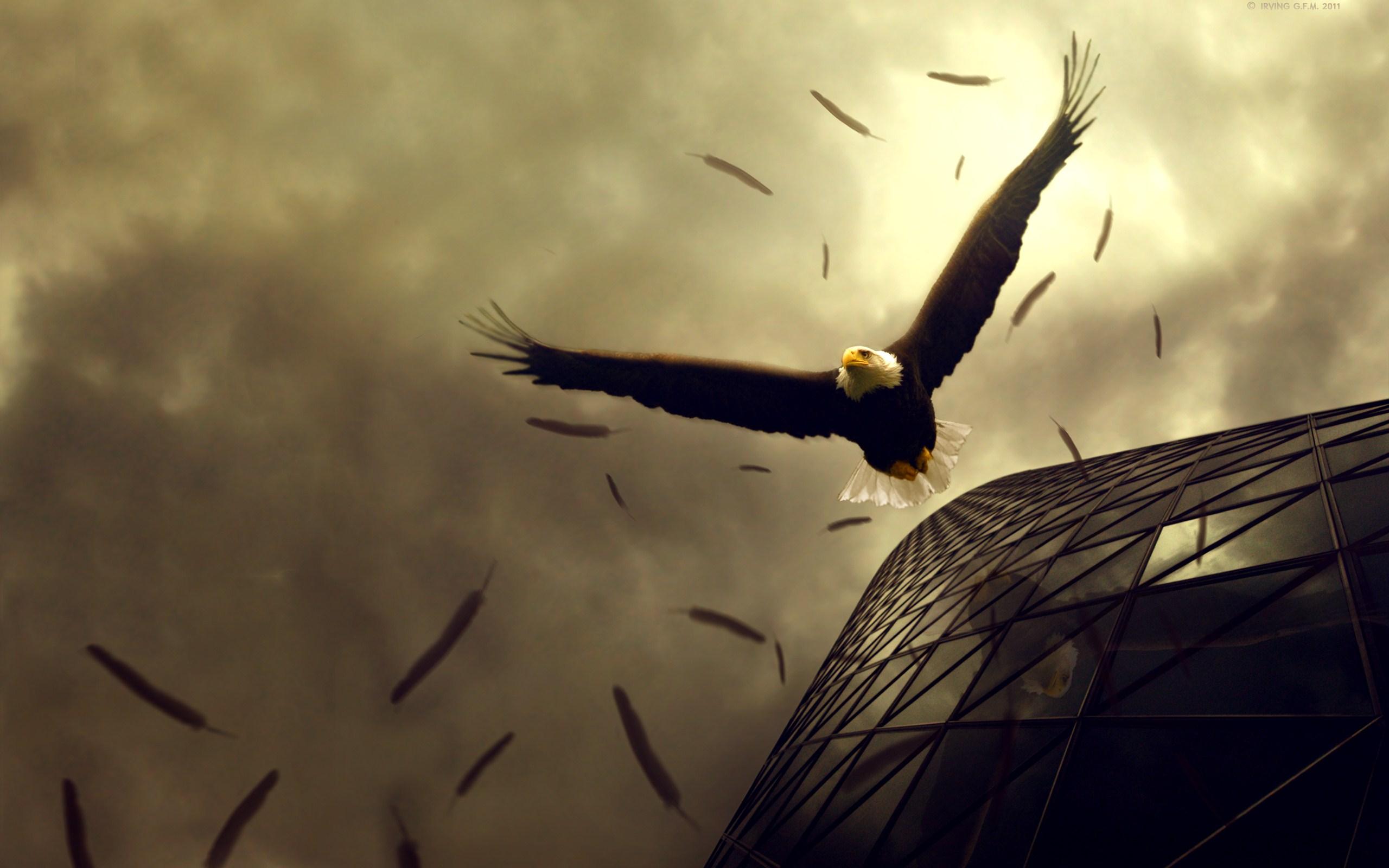Mobile Desktop Background Hd Images Of Eagle Wings