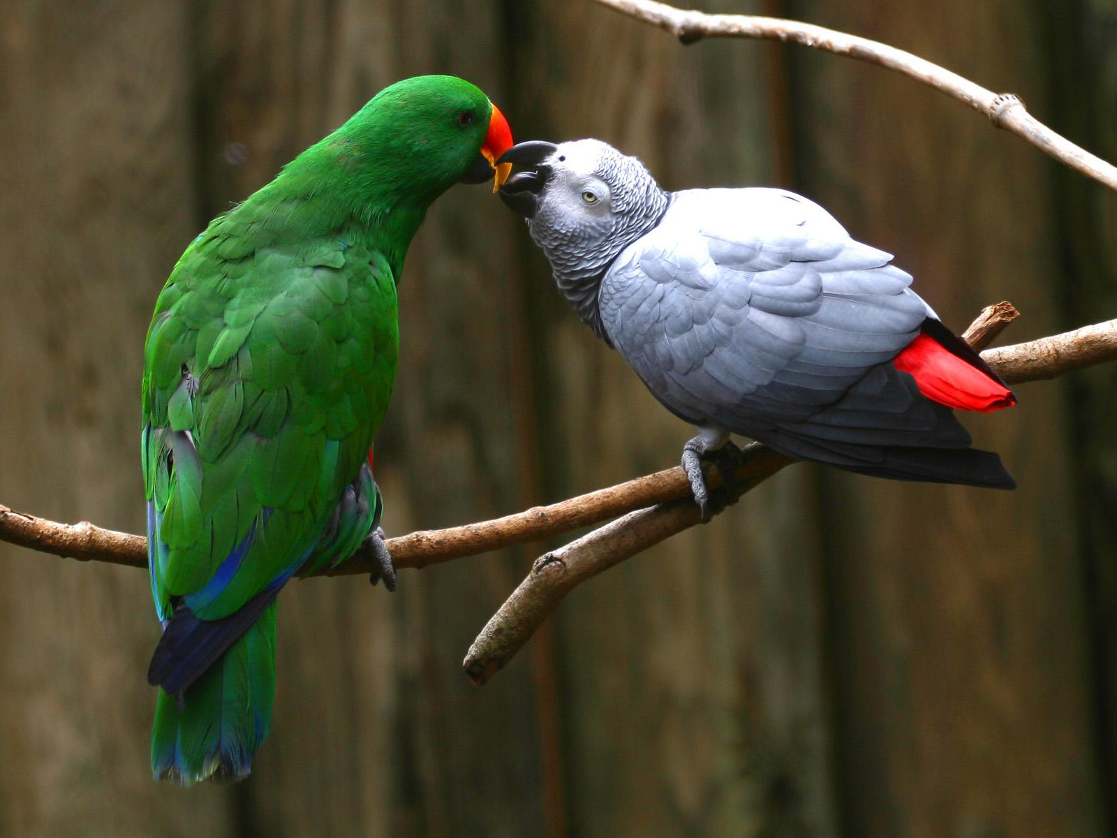 Mobile Desktop Background Hd Images Of Macaw Bird