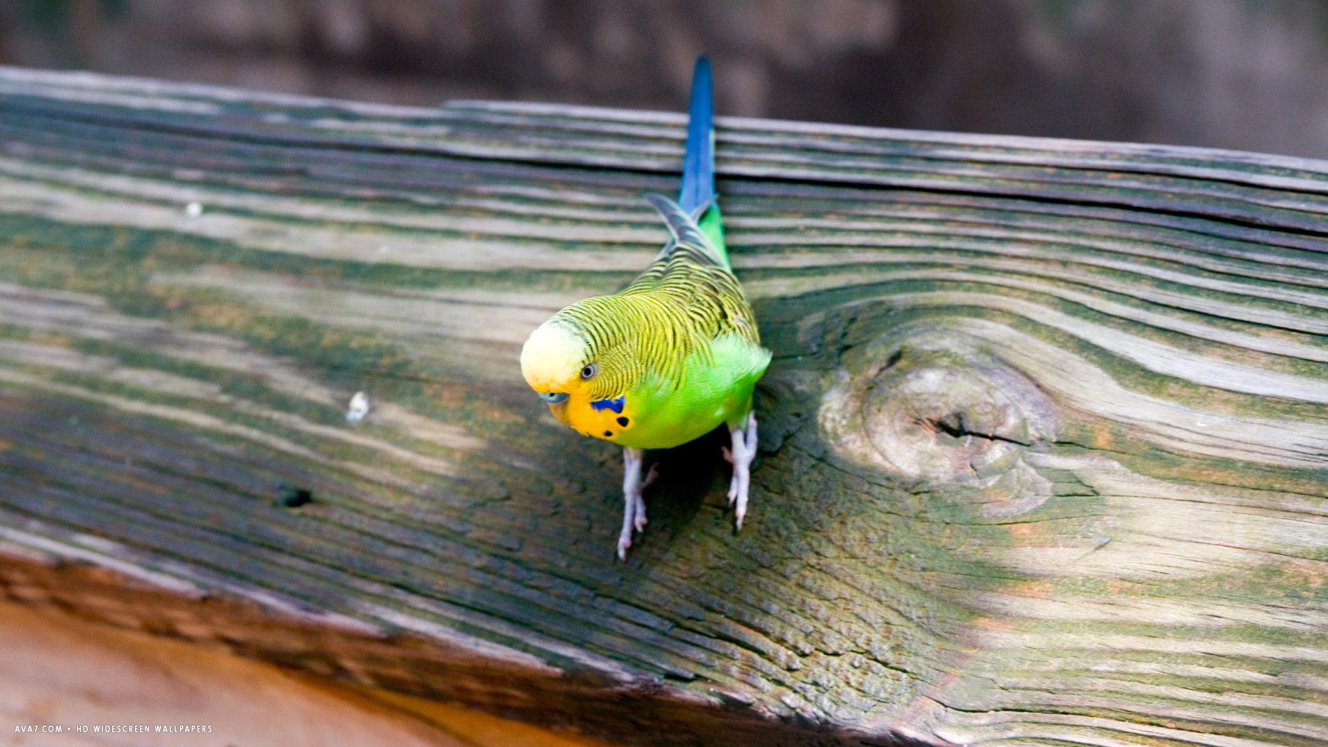 Mobile Desktop Background Hd Images Of Parrots Of The World