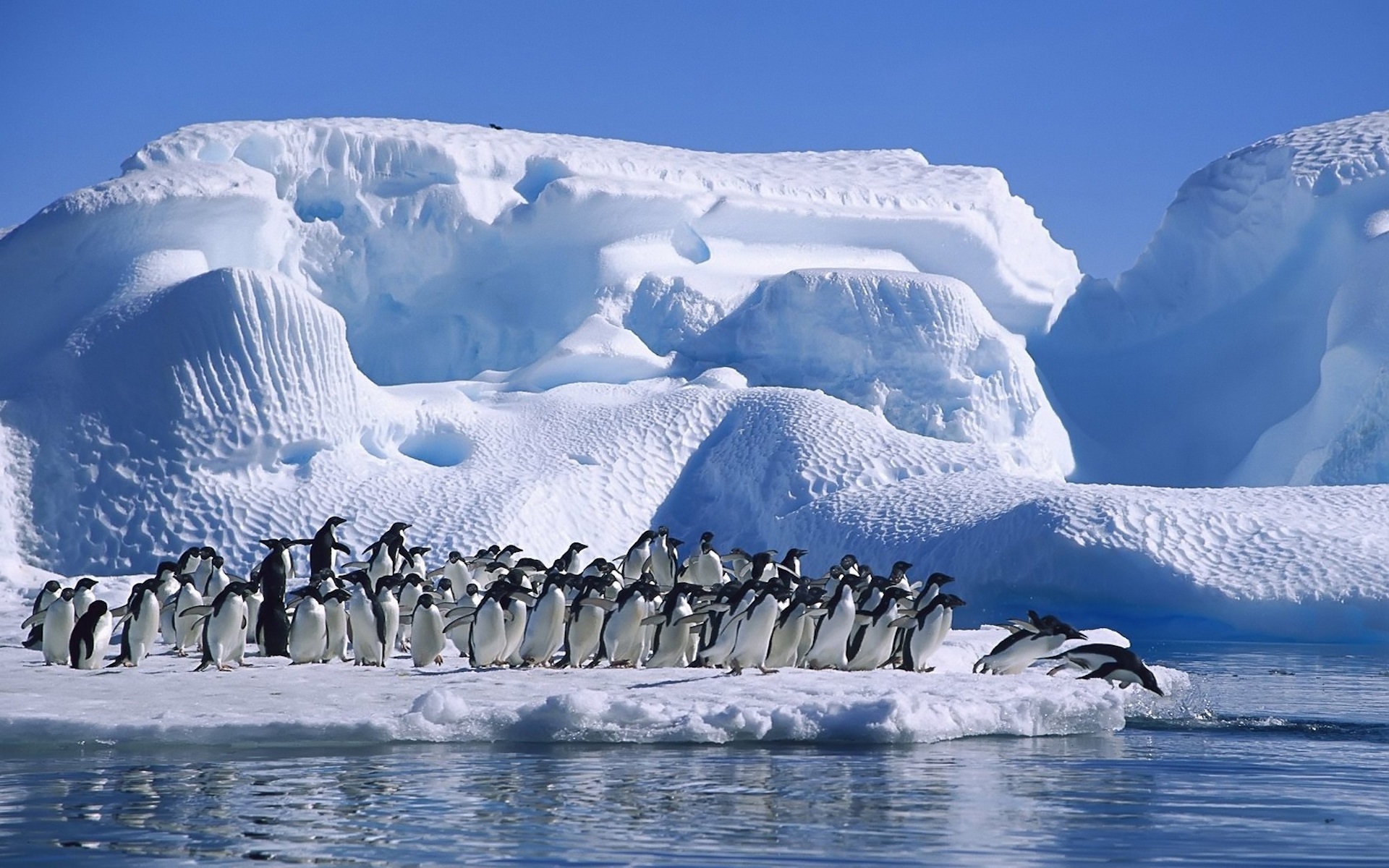 mobile desktop background hd images of penguin bird