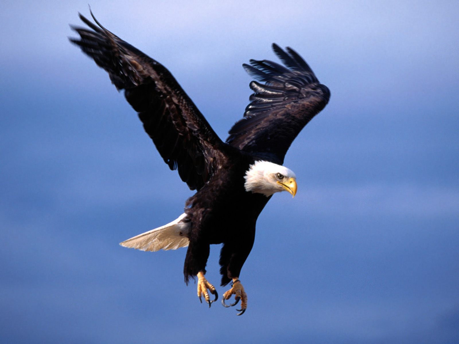 Mobile Desktop Background Hd Images Of The American Bald Eagle