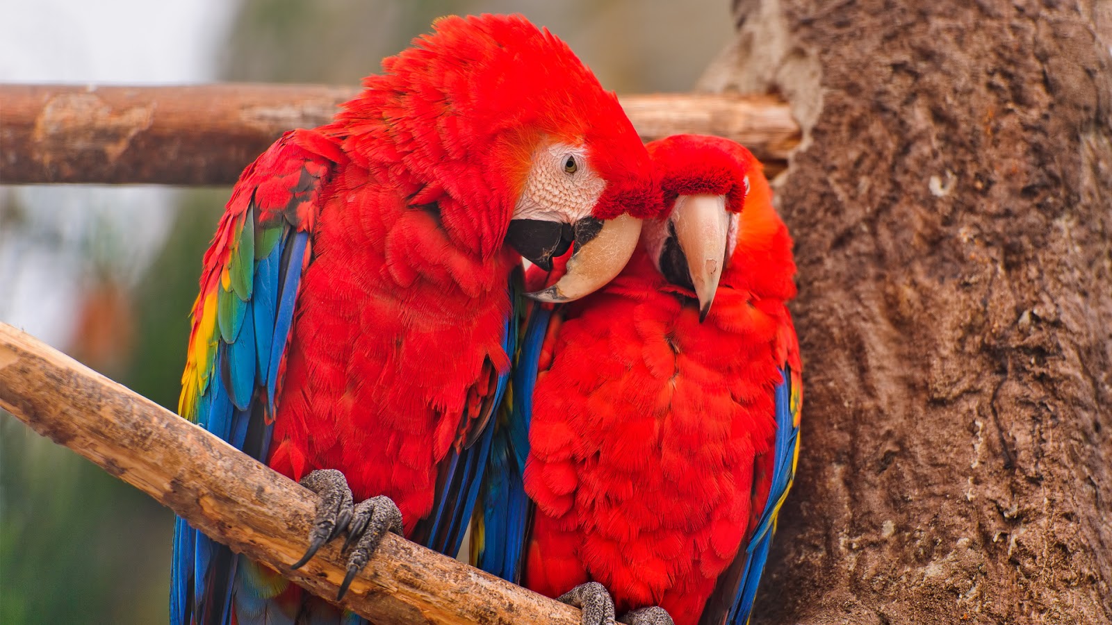 Mobile Desktop Background Hd Macaw Bird Pics