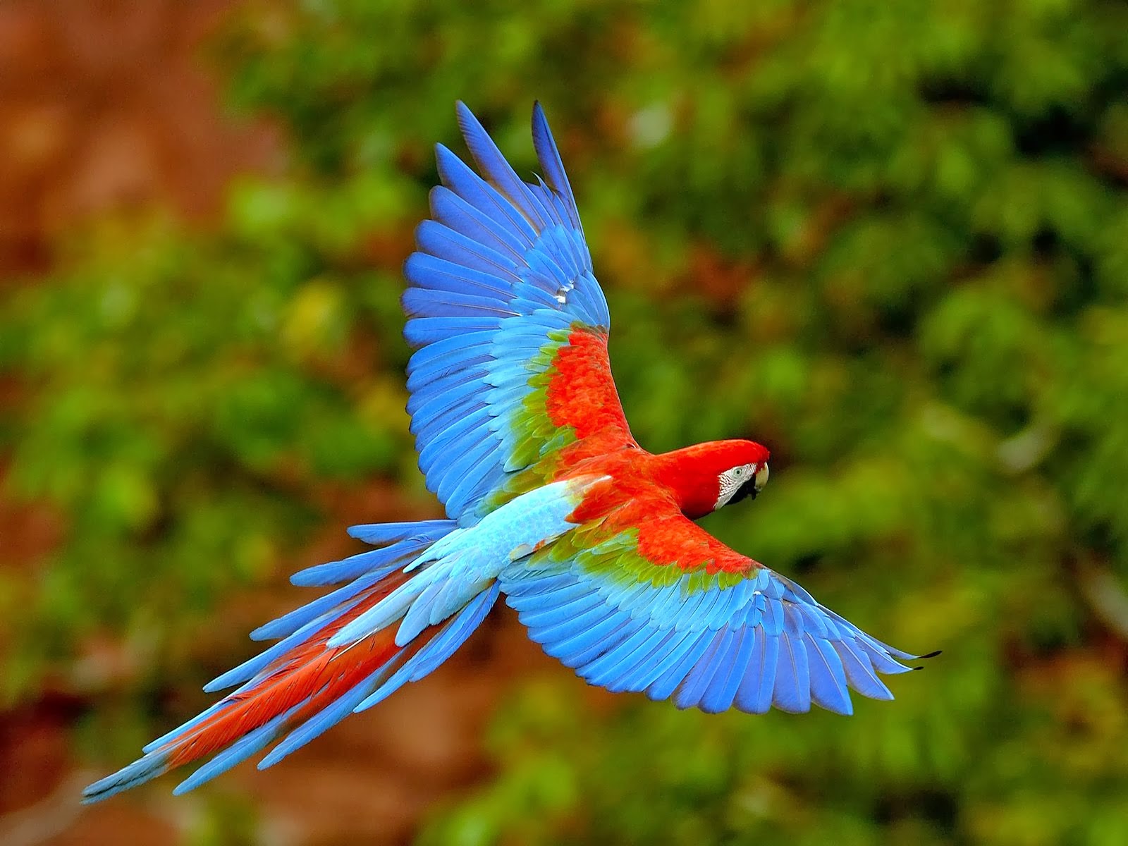 Mobile Desktop Background Hd Macaw Birds Pics