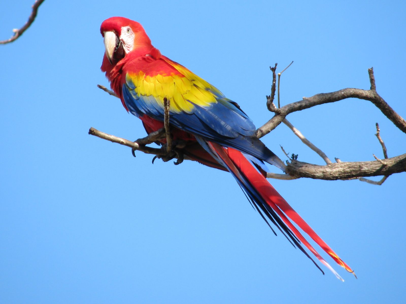 Mobile Desktop Background Hd Macaw Images Bird
