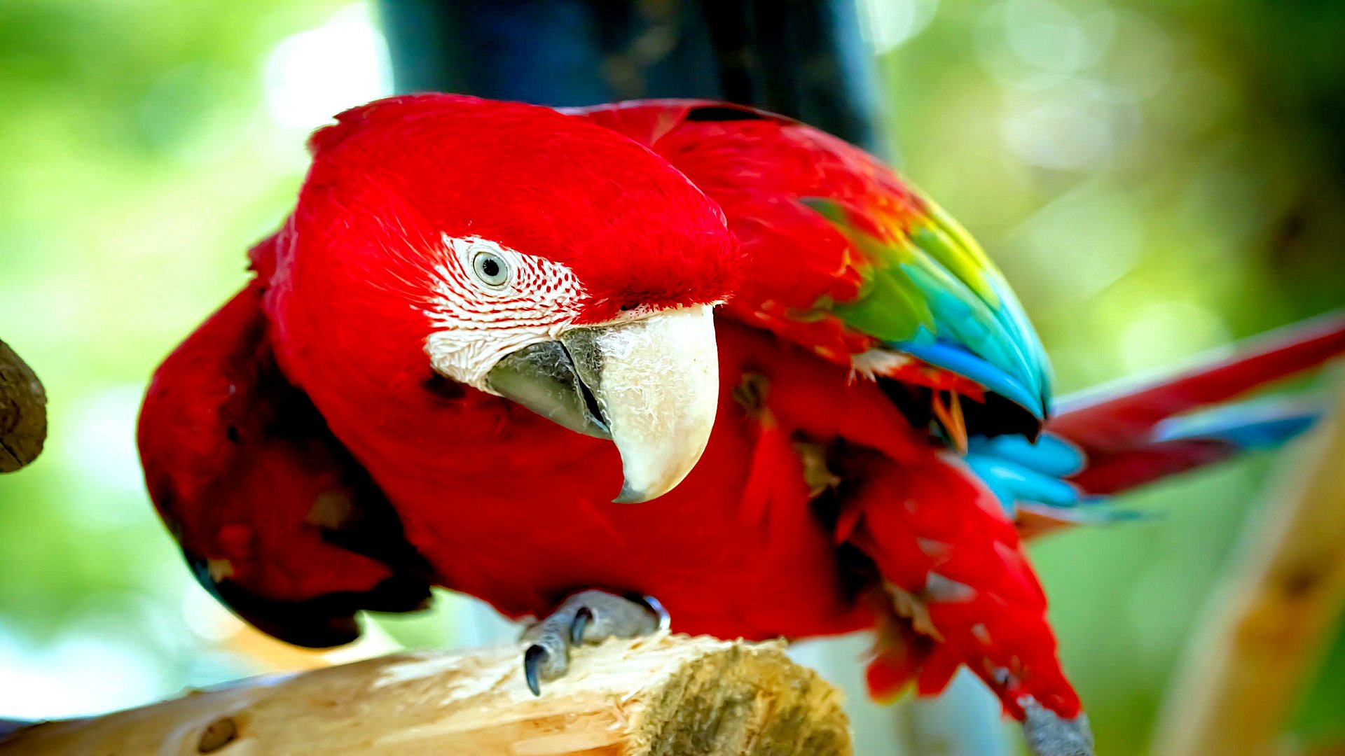 Mobile Desktop Background Hd Macaw Parrot Image