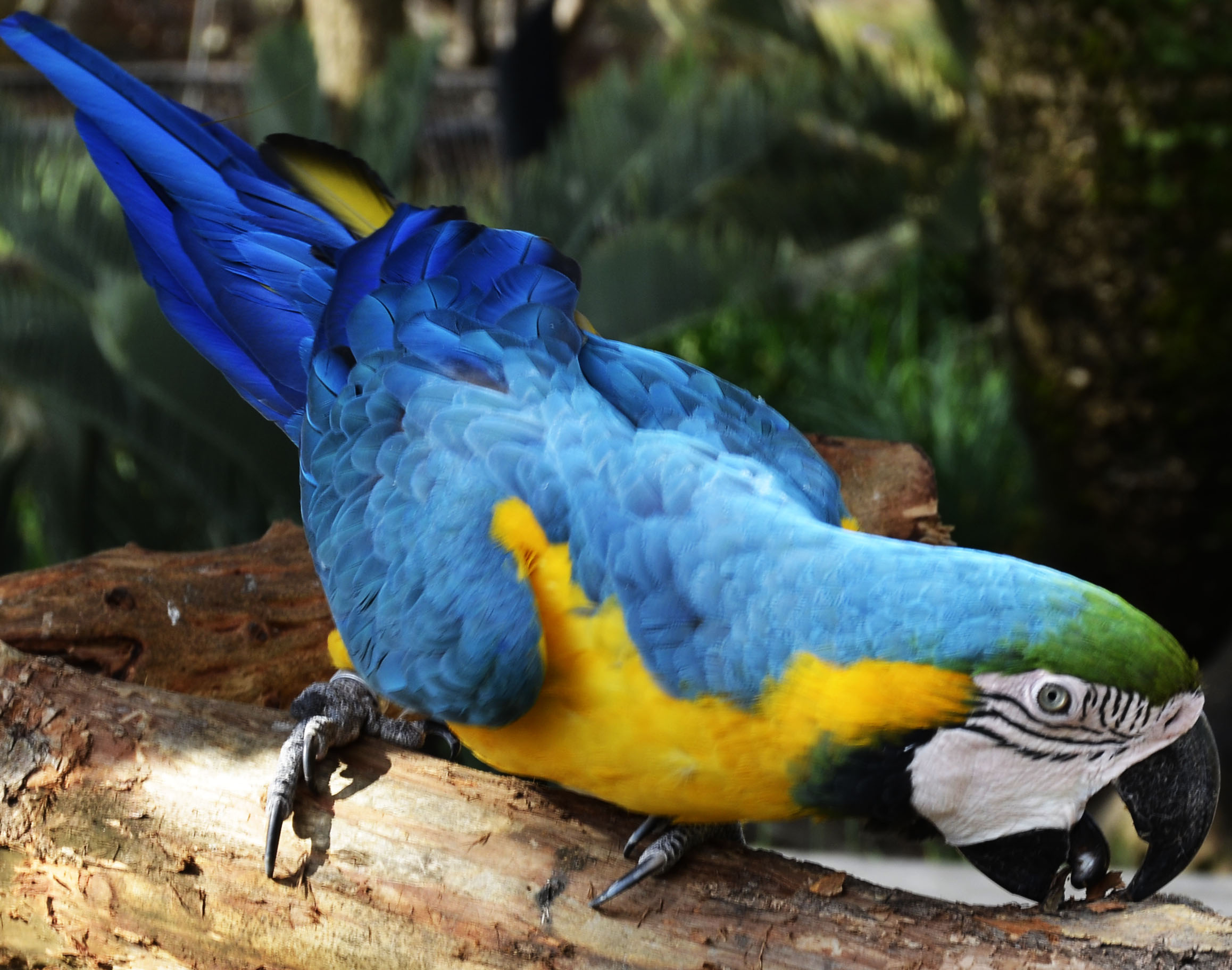 Mobile Desktop Background Hd Macaw Parrot Photos