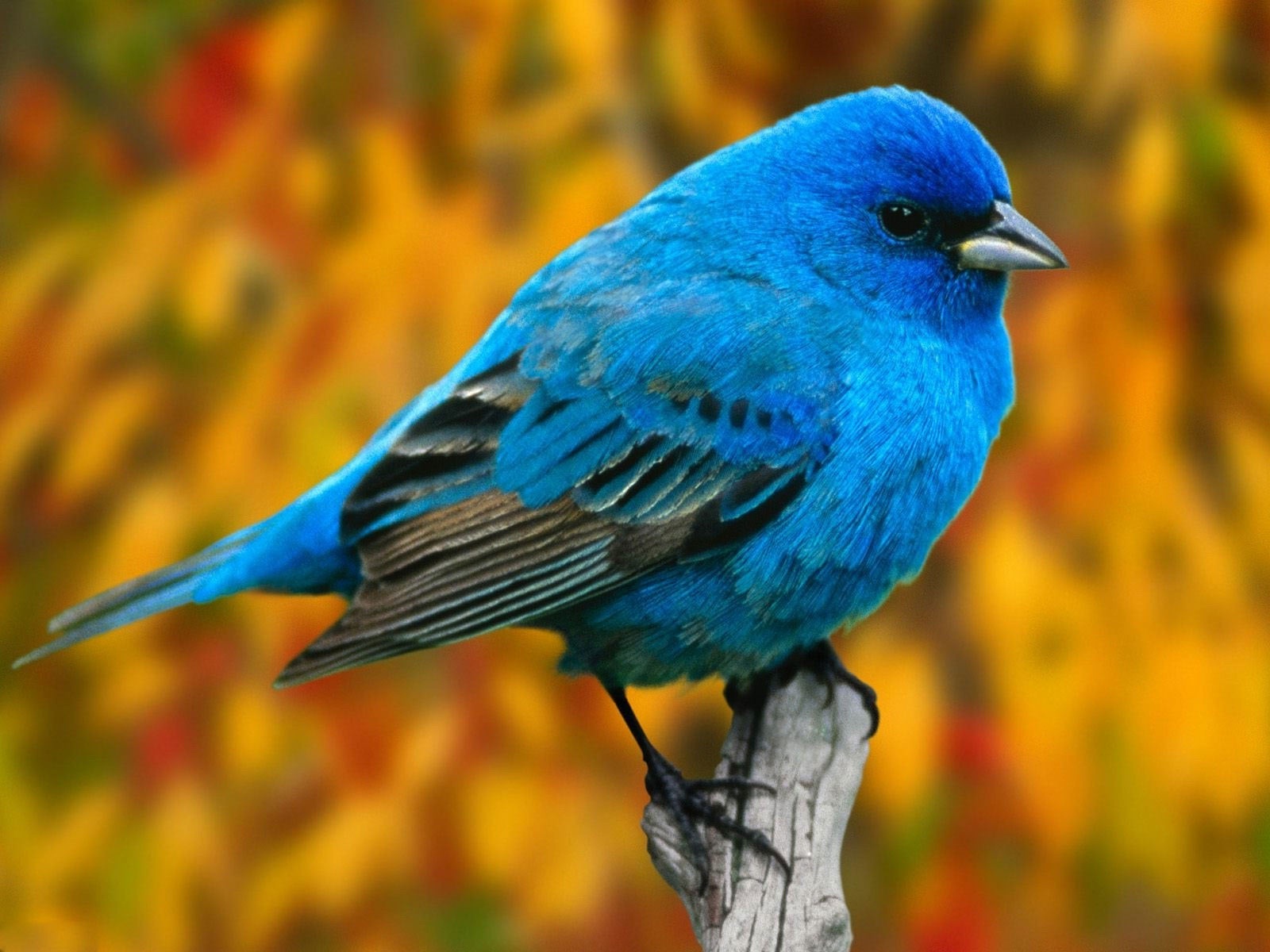Mobile Desktop Background Hd Parrot Bird Images Free