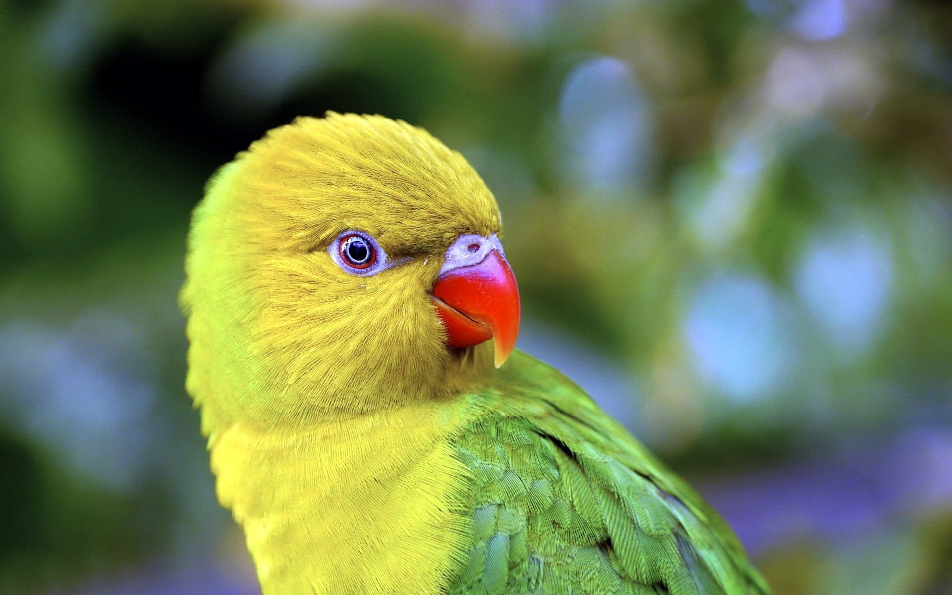 Mobile Desktop Background Hd Parrot Bird Photos