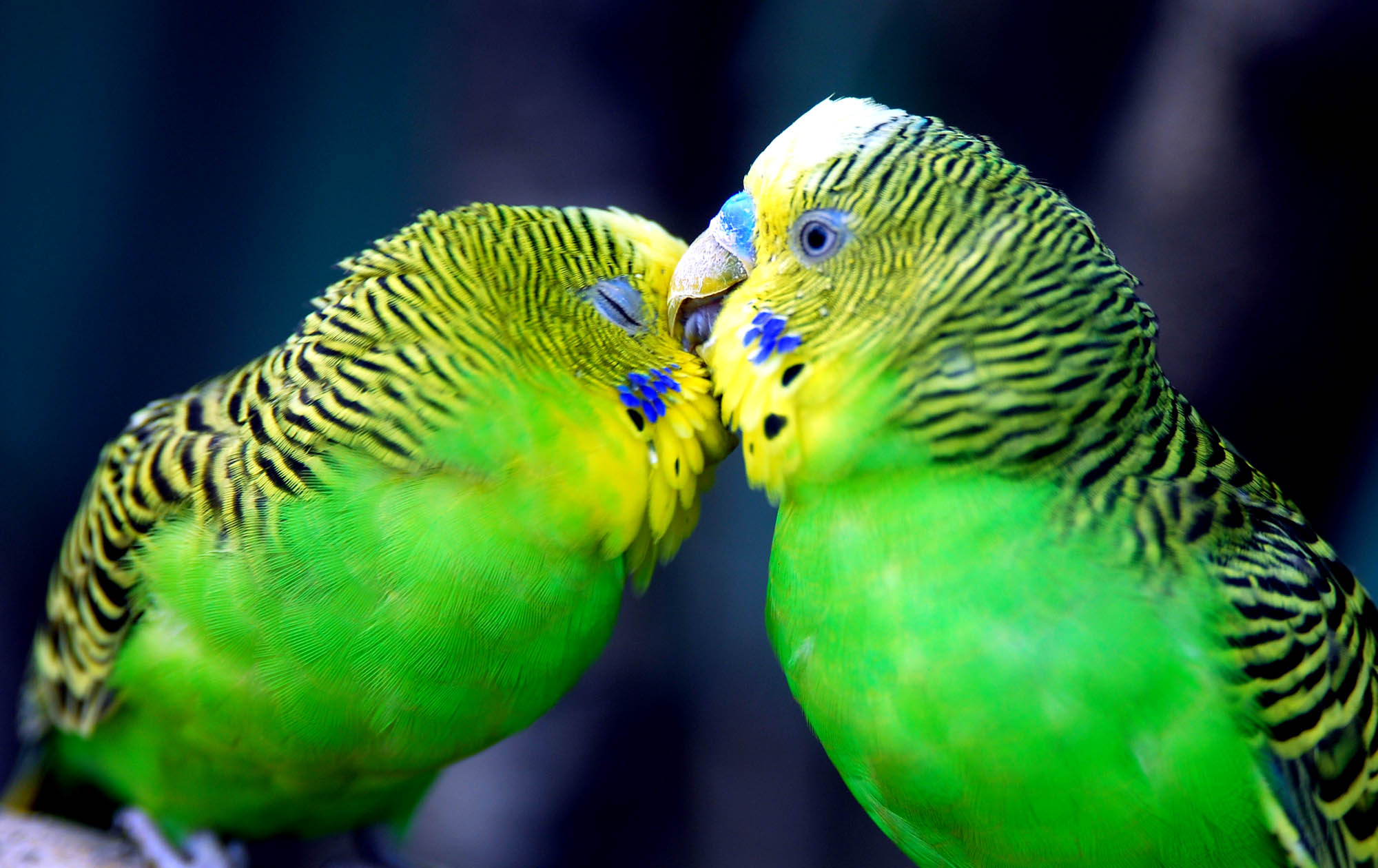 Mobile Desktop Background Hd Parrot Bird Pictures Free