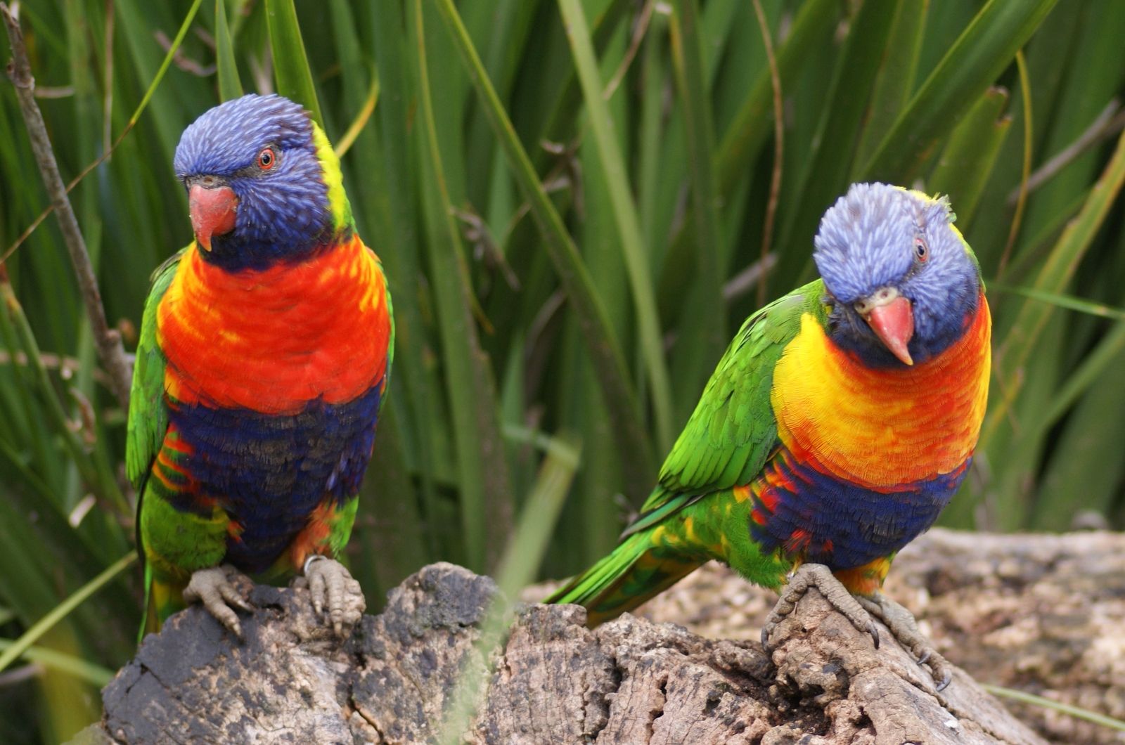 Mobile Desktop Background Hd Parrot Birds Images