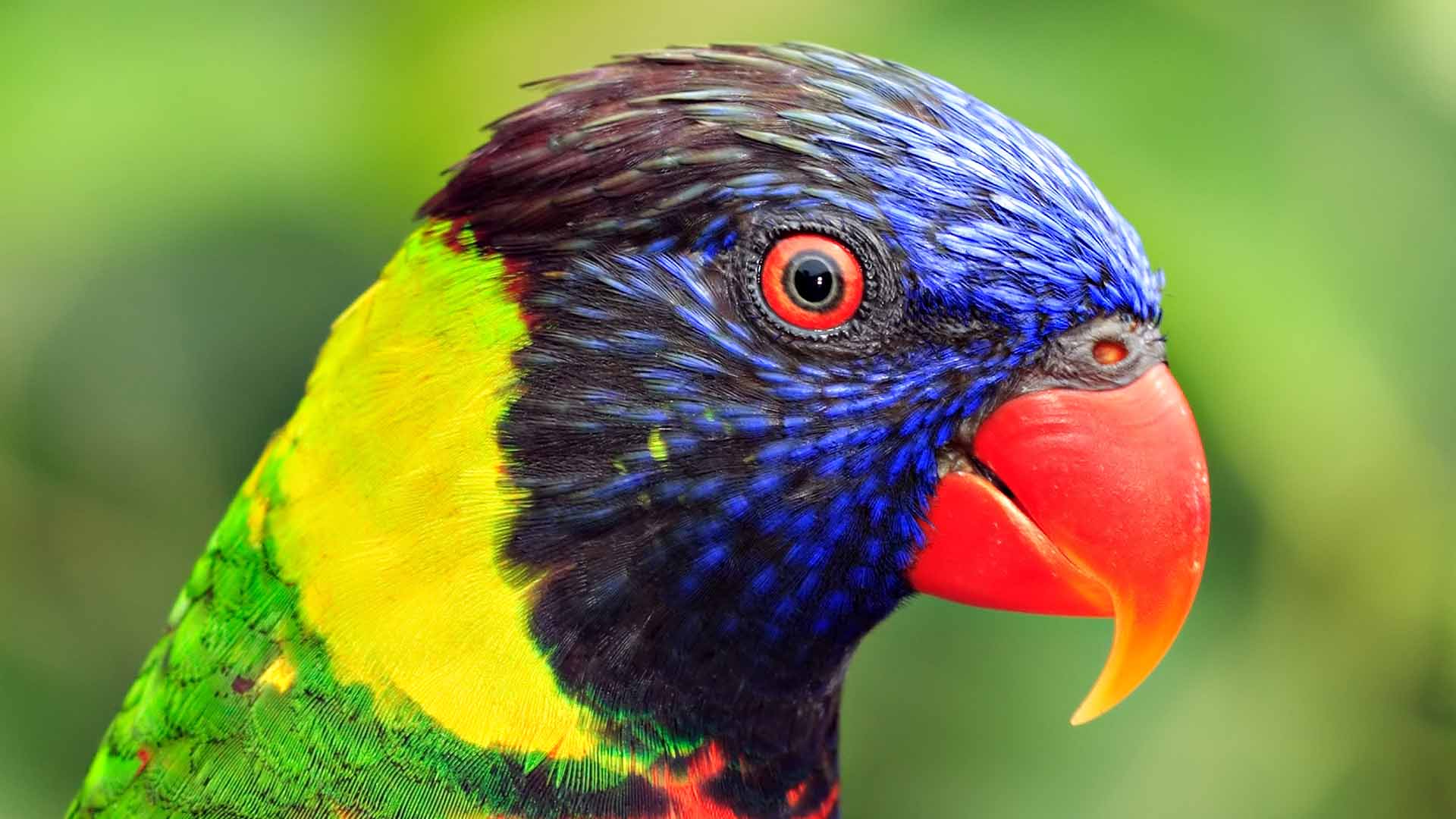 Mobile Desktop Background Hd Parrot Birds Wallpaper