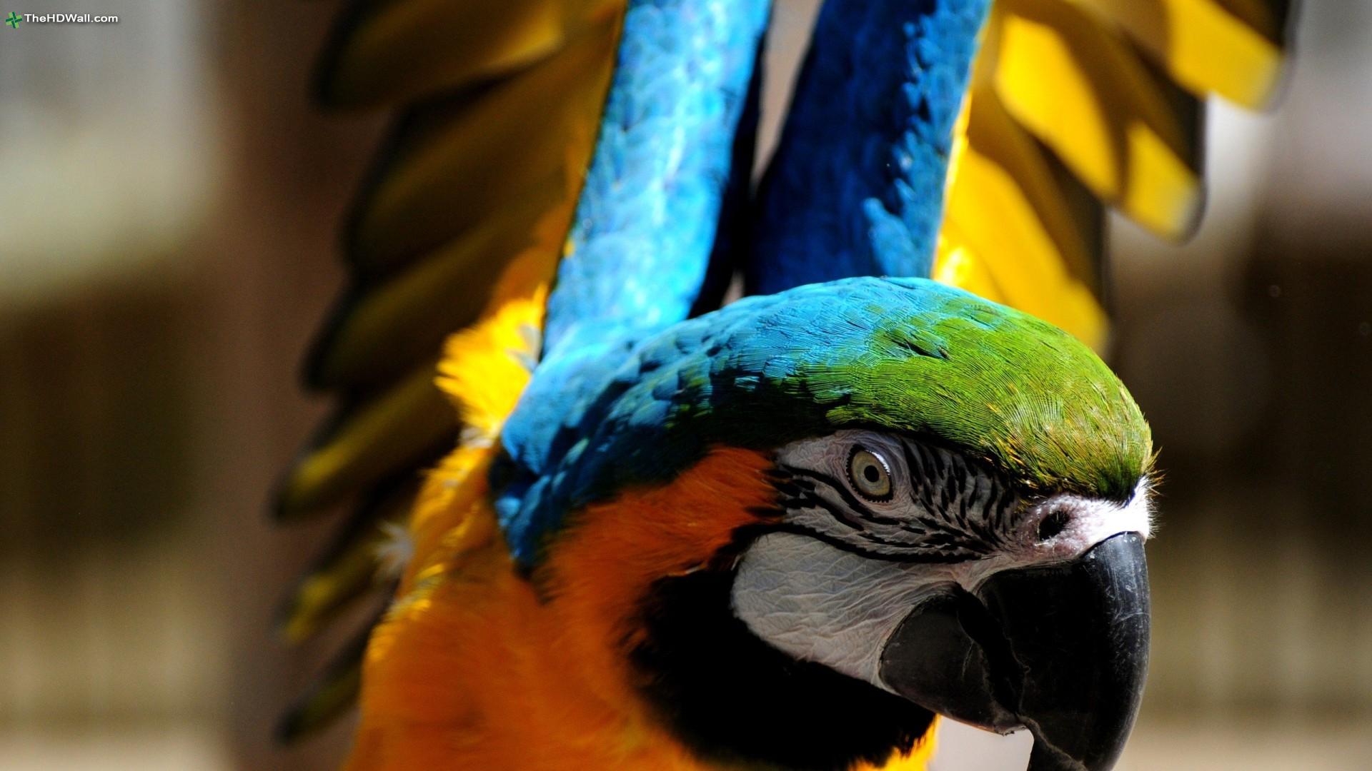 Mobile Desktop Background Hd Parrot Images Birds