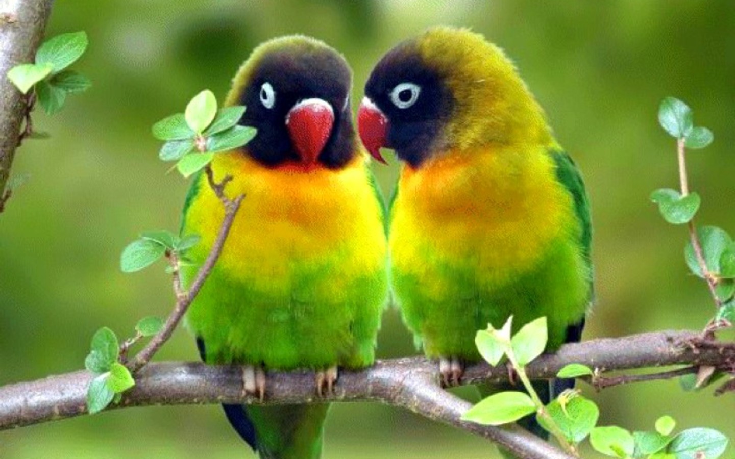 Mobile Desktop Background Hd Parrot Pics Birds