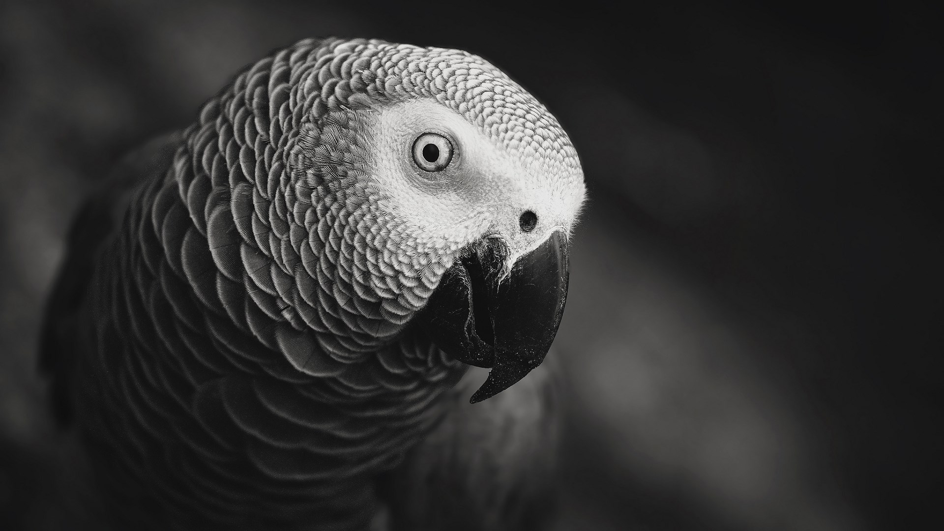 Mobile Desktop Background Hd Parrot Pictures Birds