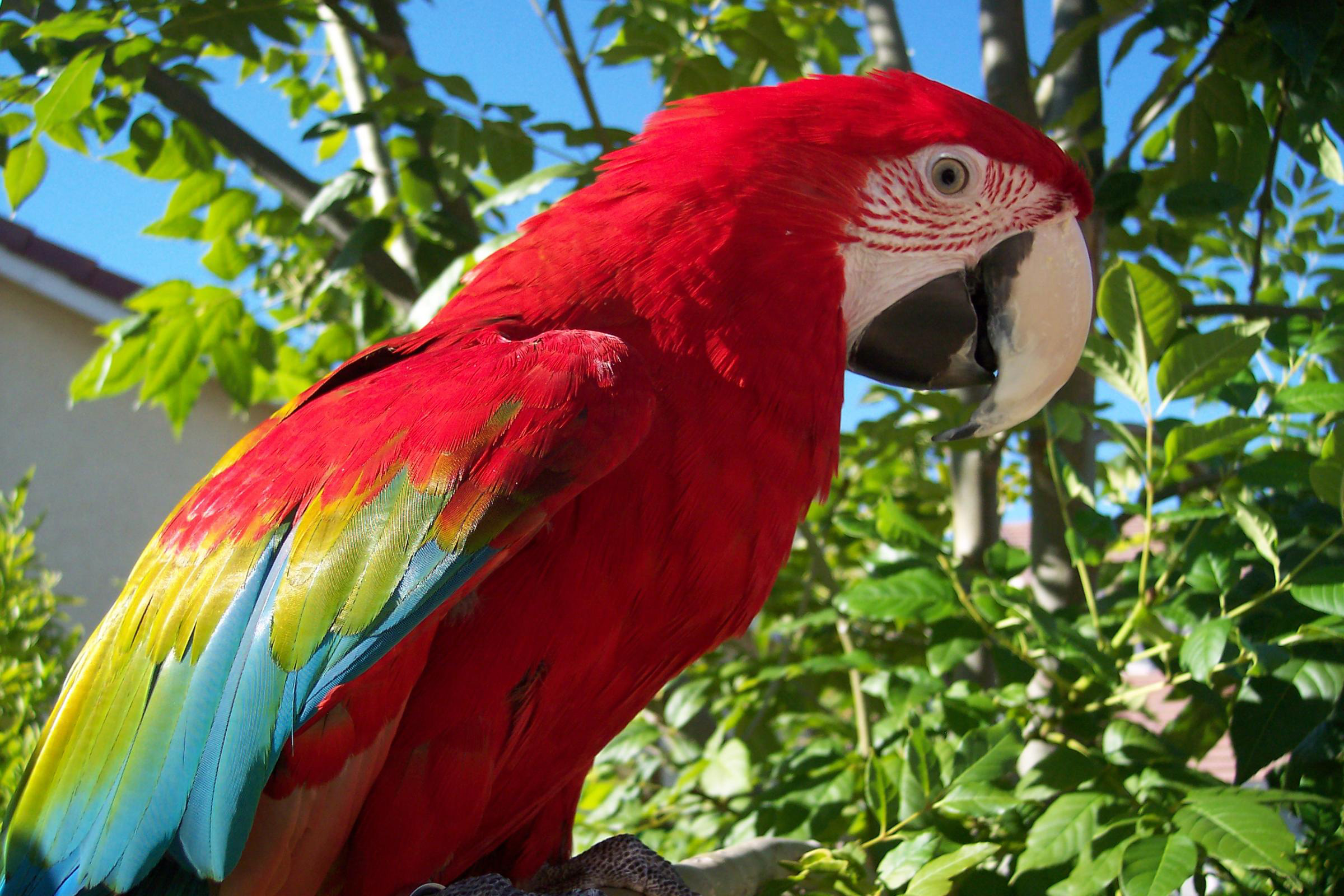Mobile Desktop Background Hd Parrot Pictures To Color