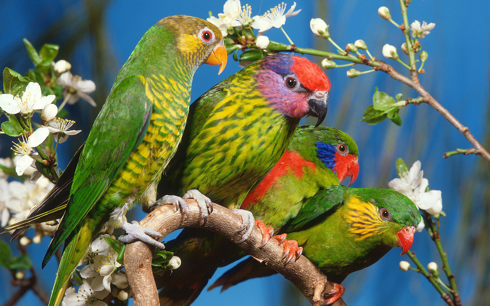 Mobile Desktop Background Hd Parrots Photo Gallery